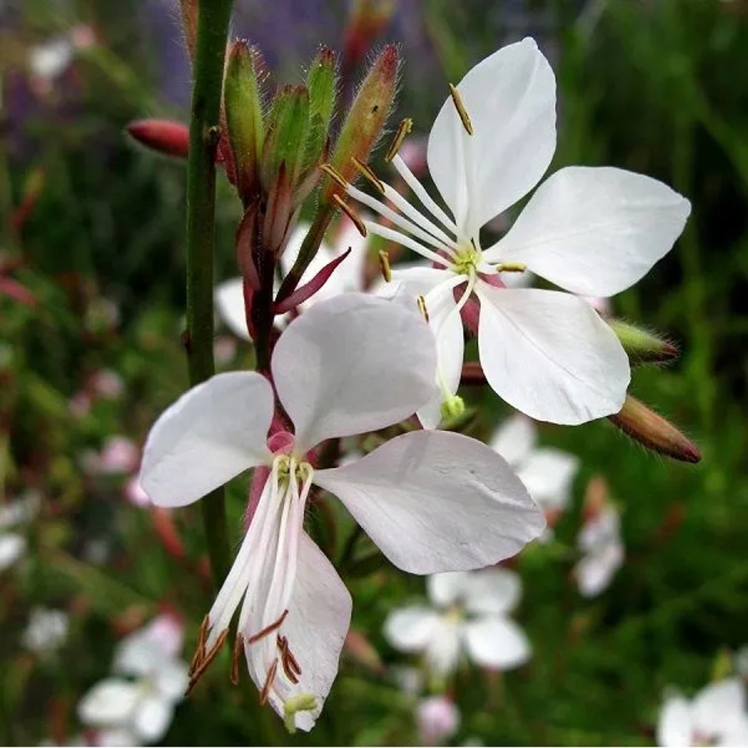 6 x Prachtkerze 'Whirling Butterflies' Gaura Lindheimeri Topf 9cm Weiße Blüten