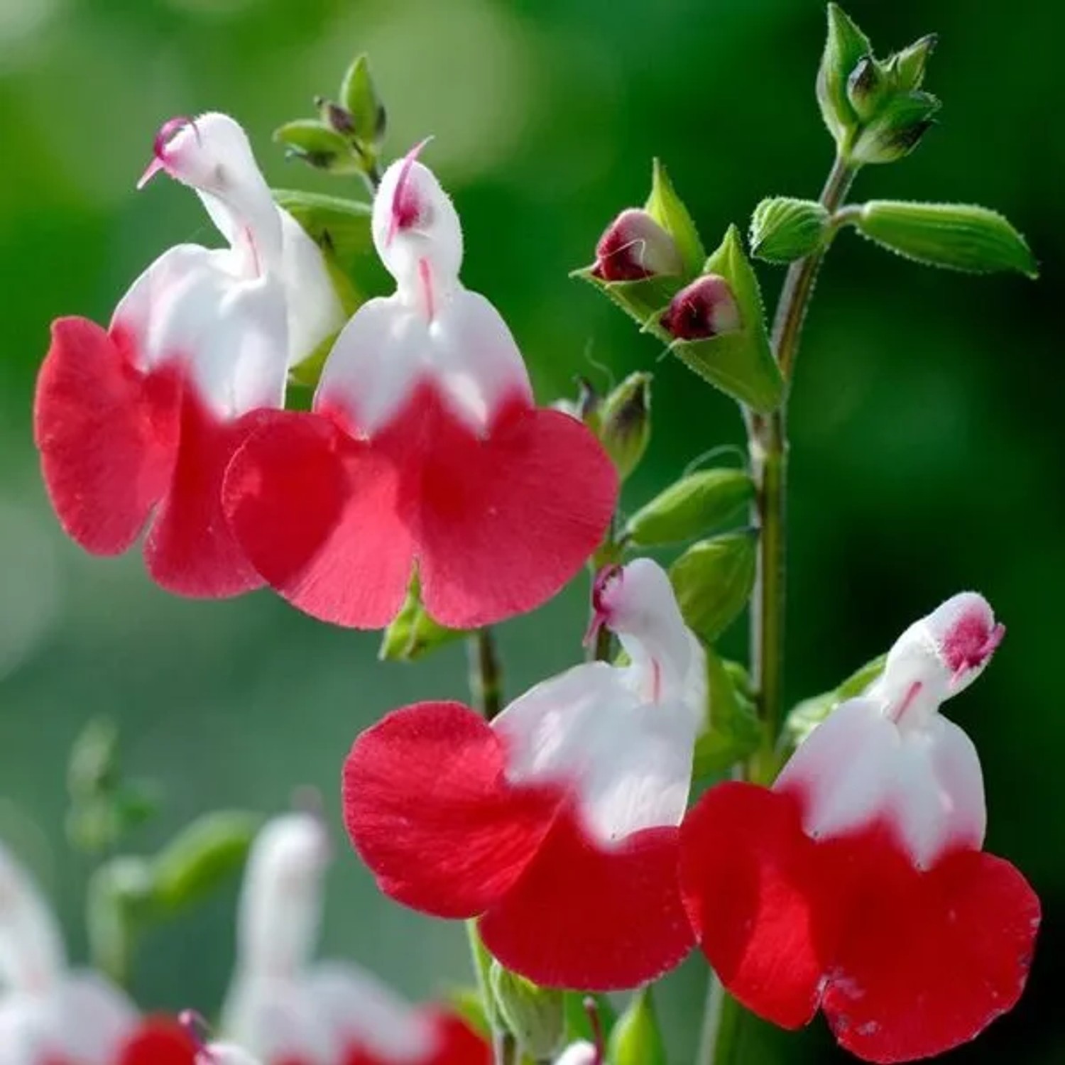 6 x Salbei 'Hot Lips' Salvia microphylla Topf 9cm Schmetterlingspflanze
