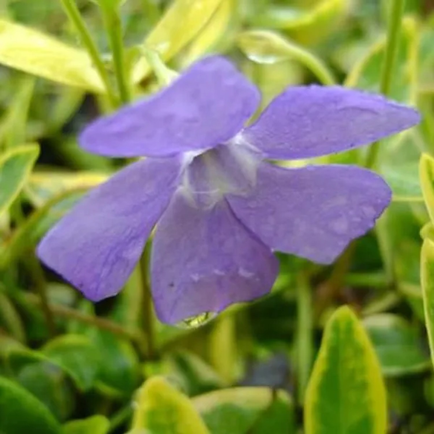 6 x Immergrün 'Aureovariegata' Vinca Minor Topf 9cm Gelb Panaschiertes Laub