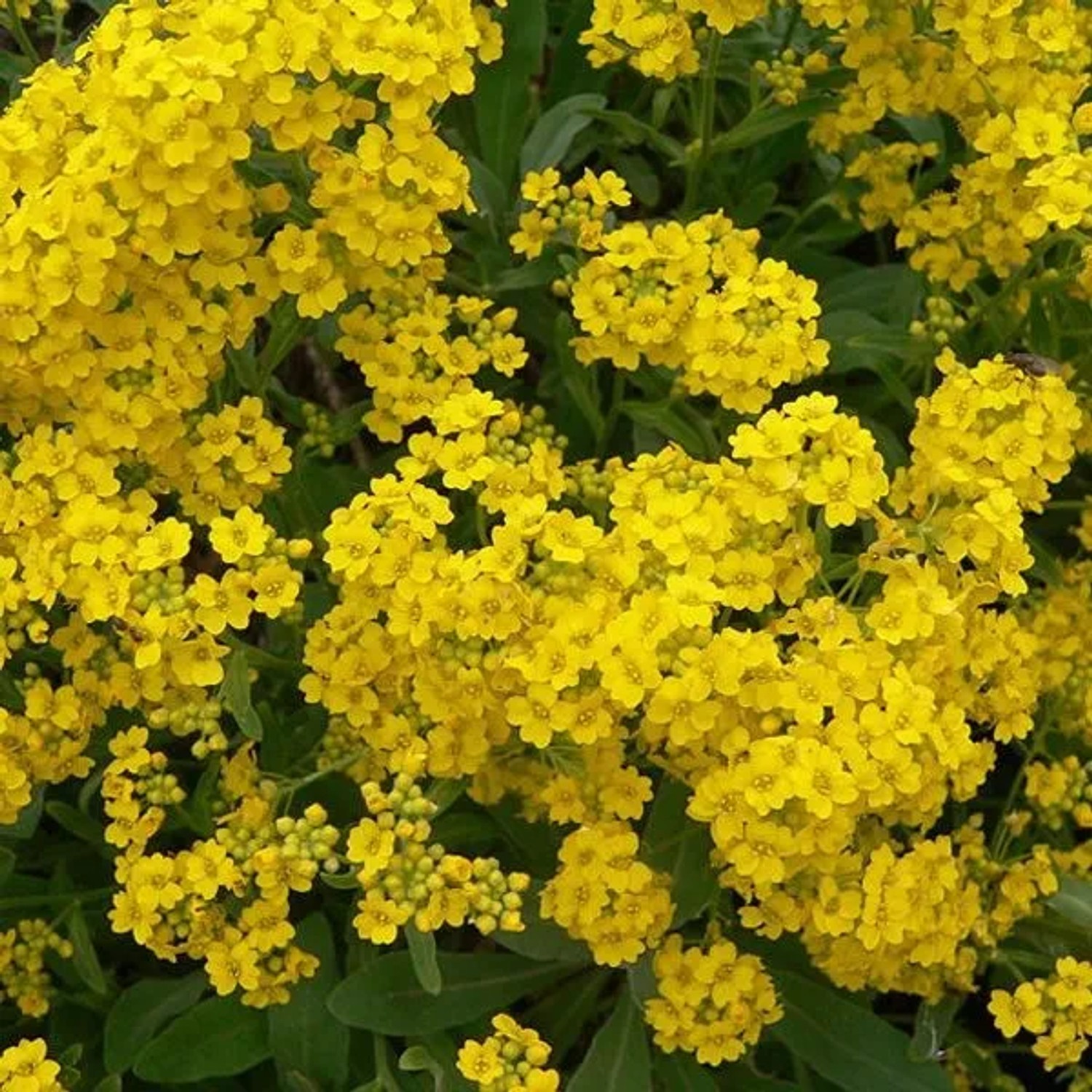 6 x Steinkraut 'Berggold' Alyssum montanum Topf 9cm Immergrün