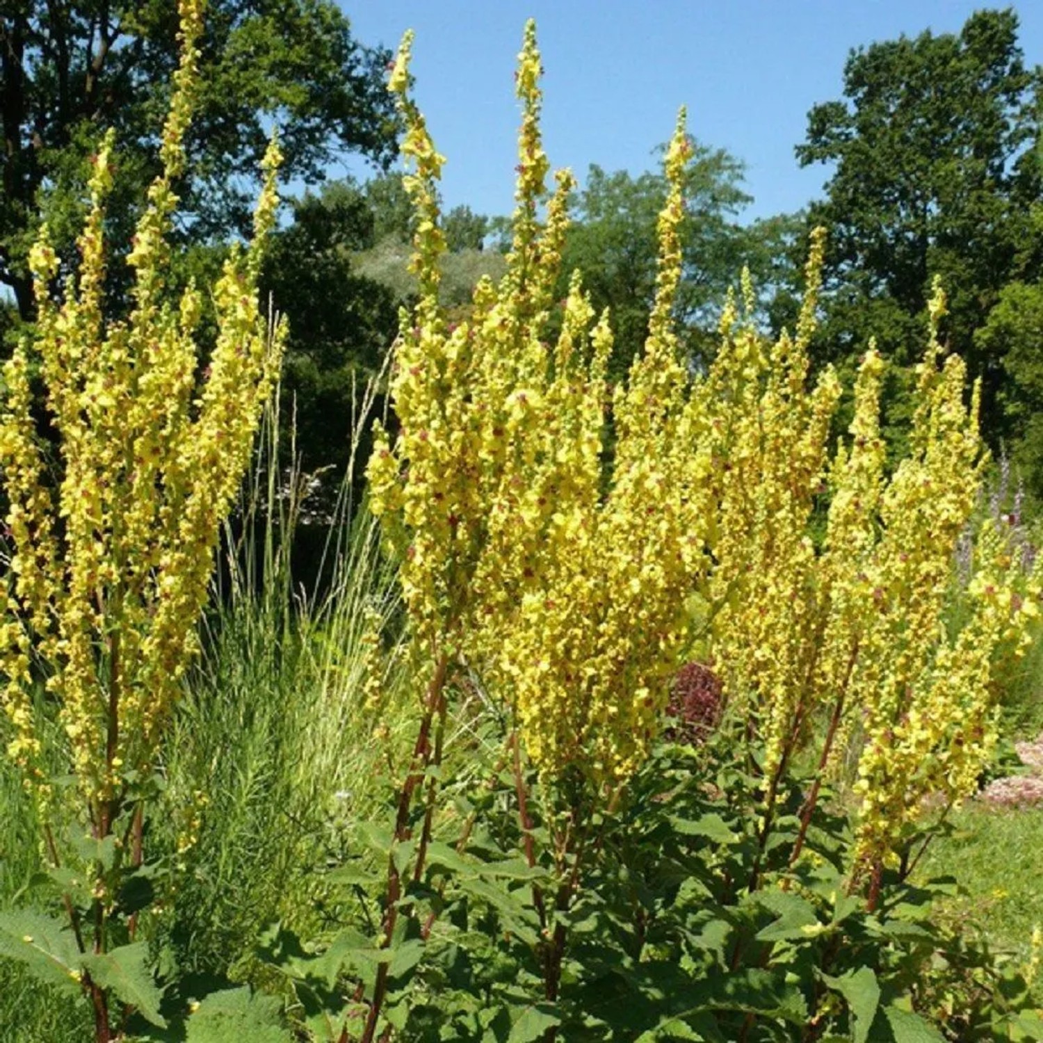 6 x Königskerze Verbascum olympicum Topf 9cm Gelbe Blüten