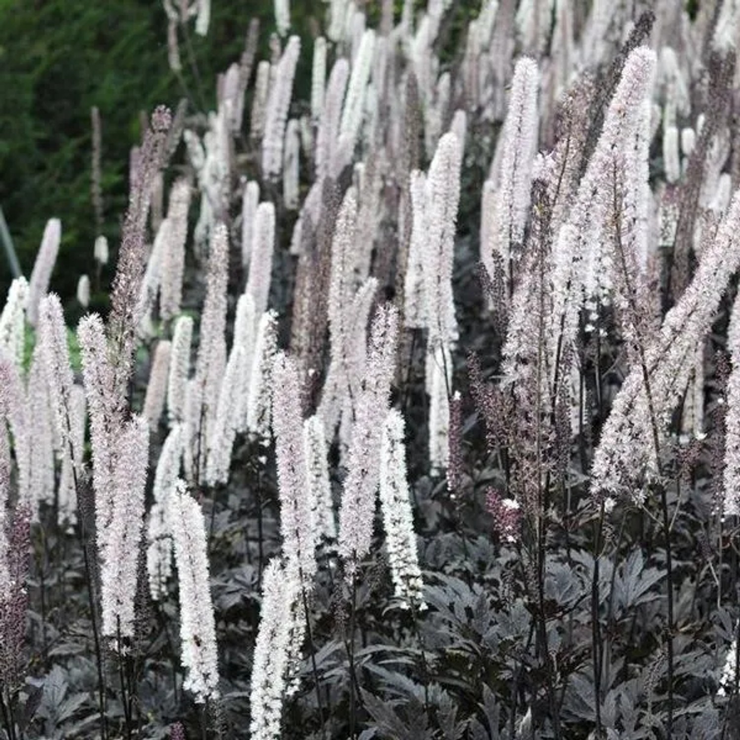 6 x Silberkerze 'Brunette' Actaea Simplex Topf 9cm Dunkles Laub
