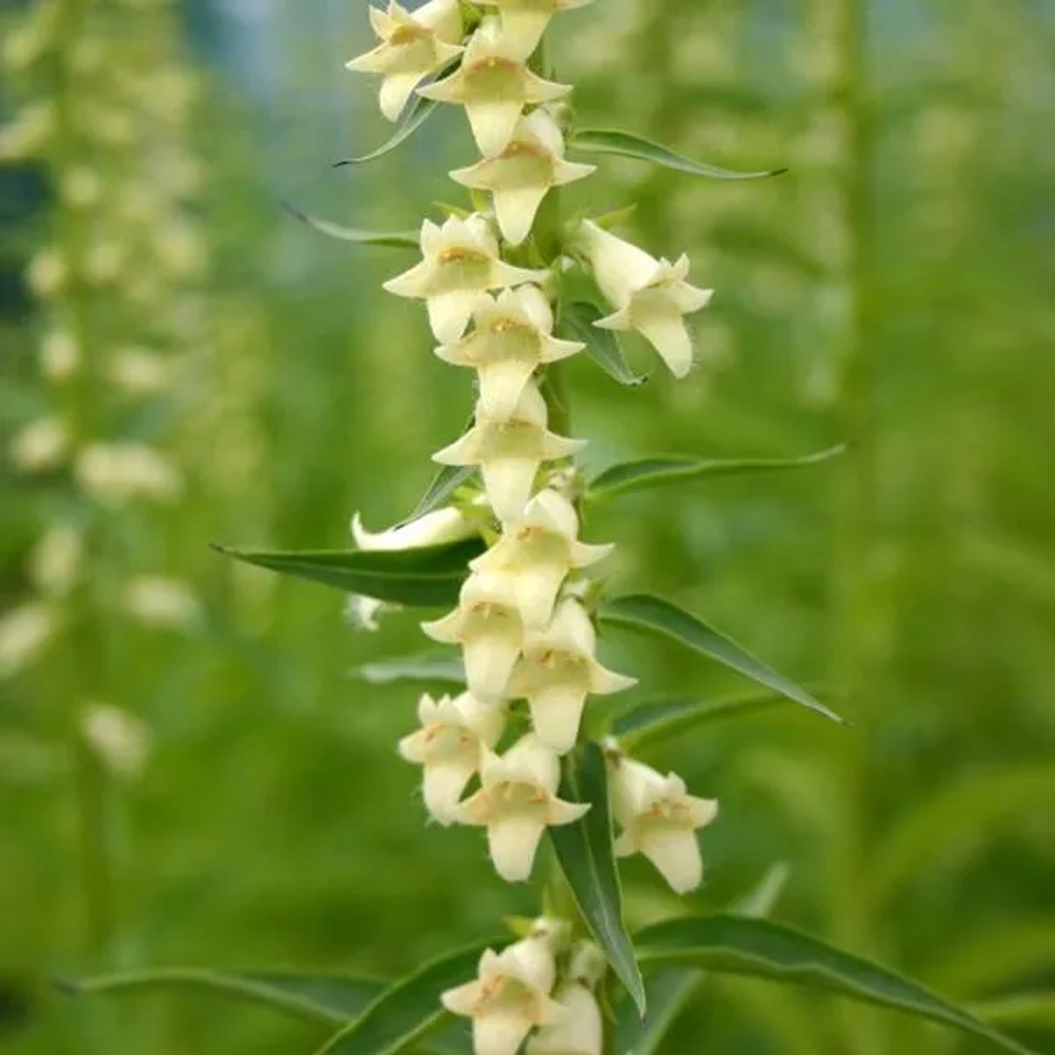 6 x Gelber Fingerhut Digitalis,utea Topf 9cm Schnittblume
