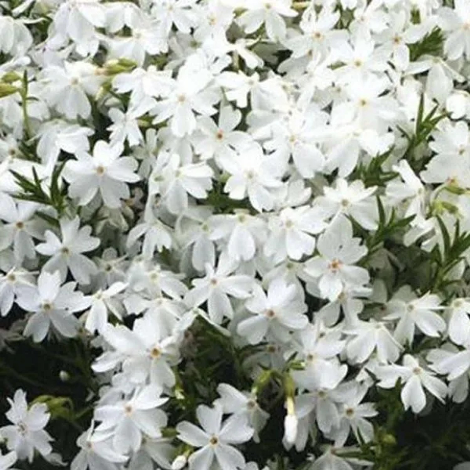 6 x Teppich-Flammenblume 'White Admiral' Phlox douglasii Topf 9cm Immergrün