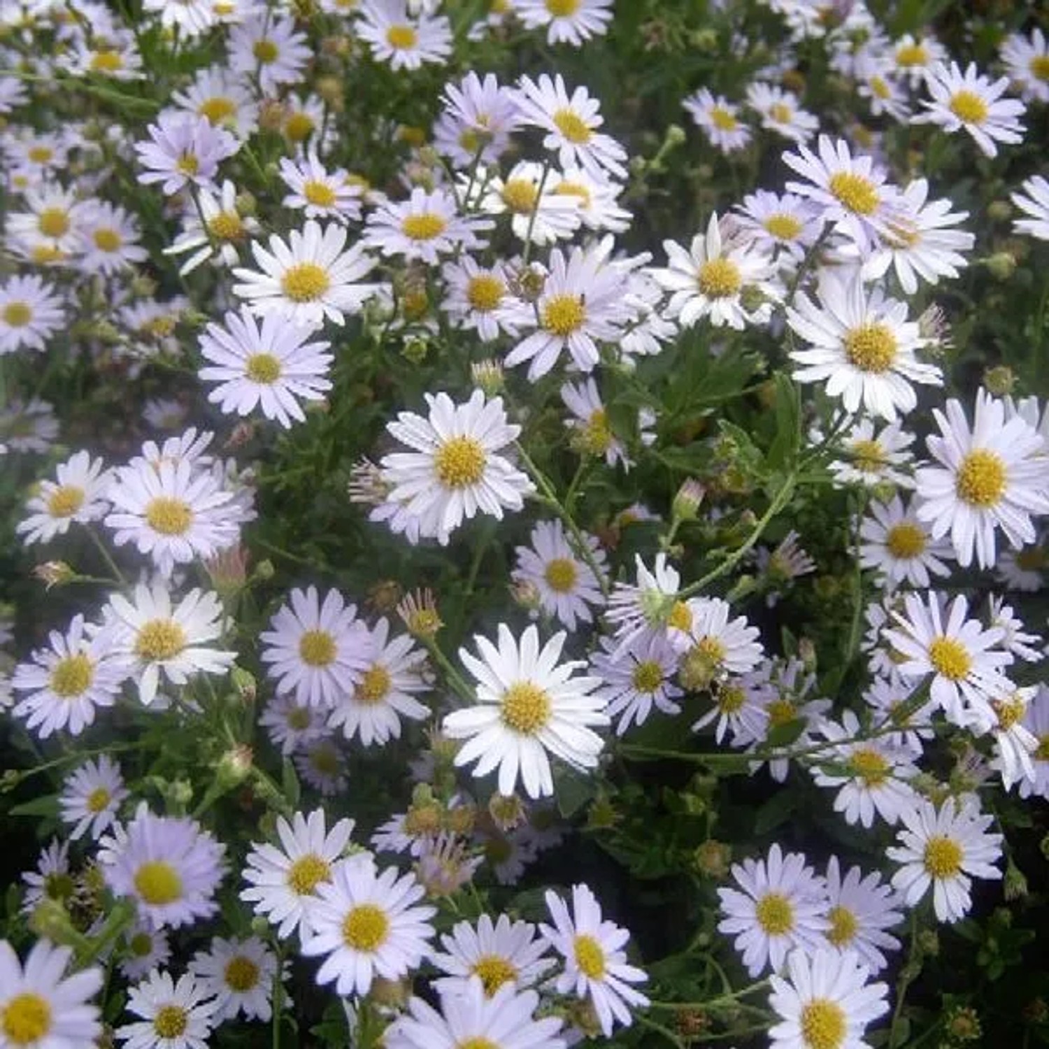 6 x Schönaster 'Blue Star' Kalimeris incisa Topf 9cm Schmetterlingspflanze