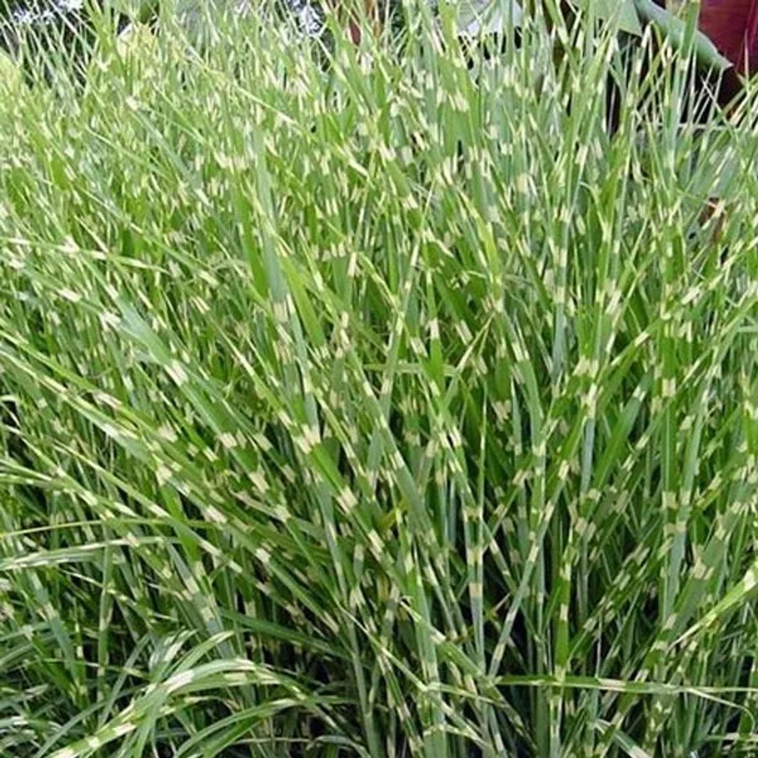 6 x Zebraschilf 'Zebrinus' Miscanthus sinensis Topf 9cm Gestreiftes Laub