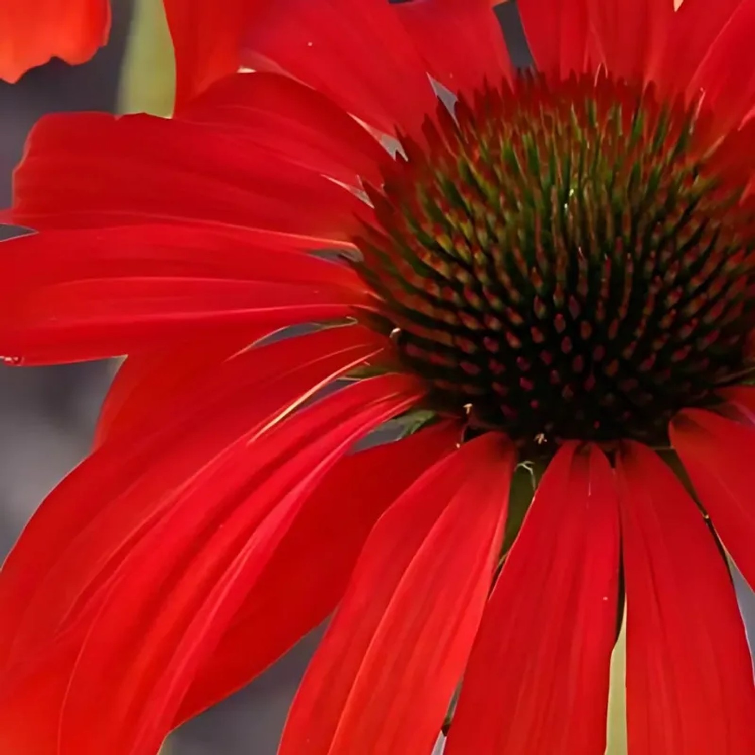 6x Scheinsonnenhut 'Hot Lava' Echinacea purpurea Topf 9 cm Leuchtend Rote Blüten
