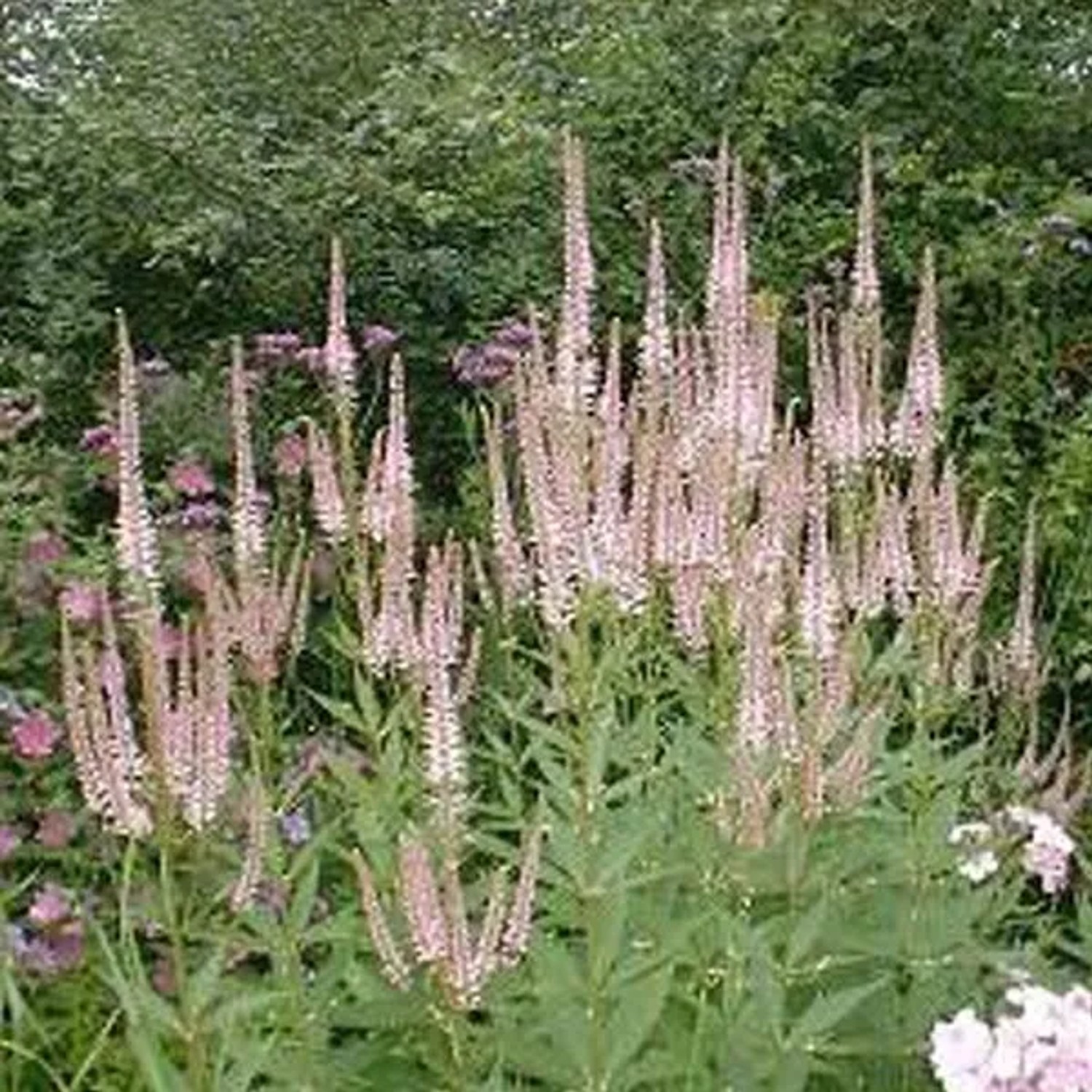 6 x Kandelaber-Ehrenpreis 'Pink Glow' Veronicastrum virginicum Topf 9cm Beetrandpflanze
