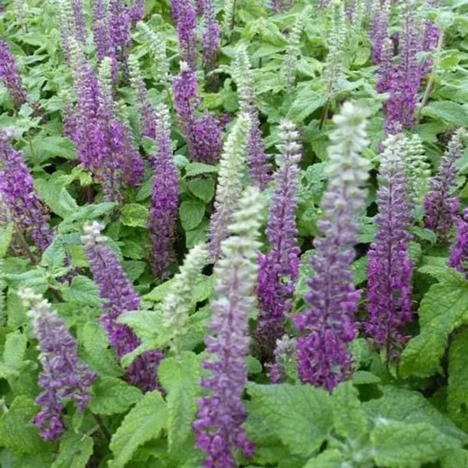 6 x Gamander 'Nanum' Teucrium Chamaedrys Topf 9cm Schmetterlingspflanze