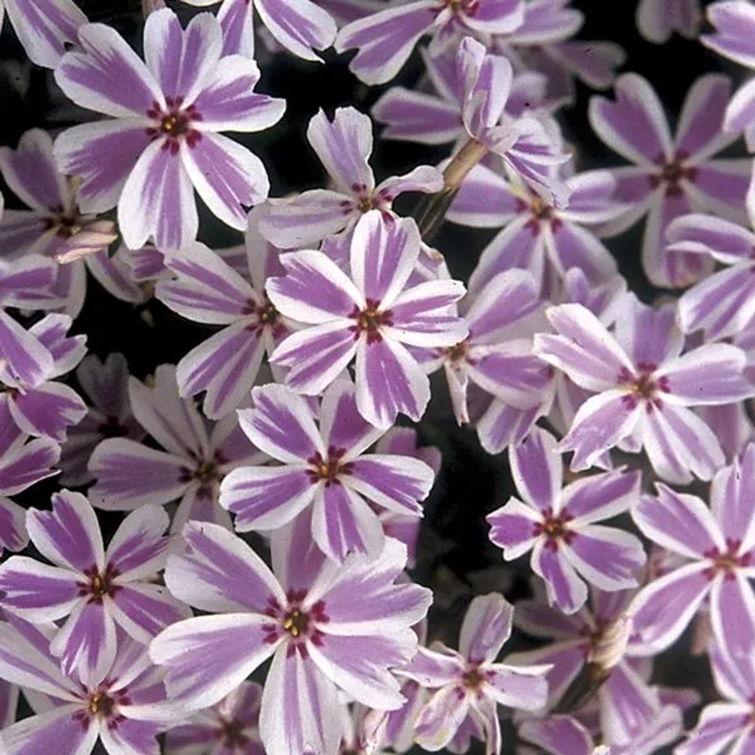 6 x Teppich-Flammenblume 'Candy Stripes' Phlox subulata Topf 9cm Reichblühend