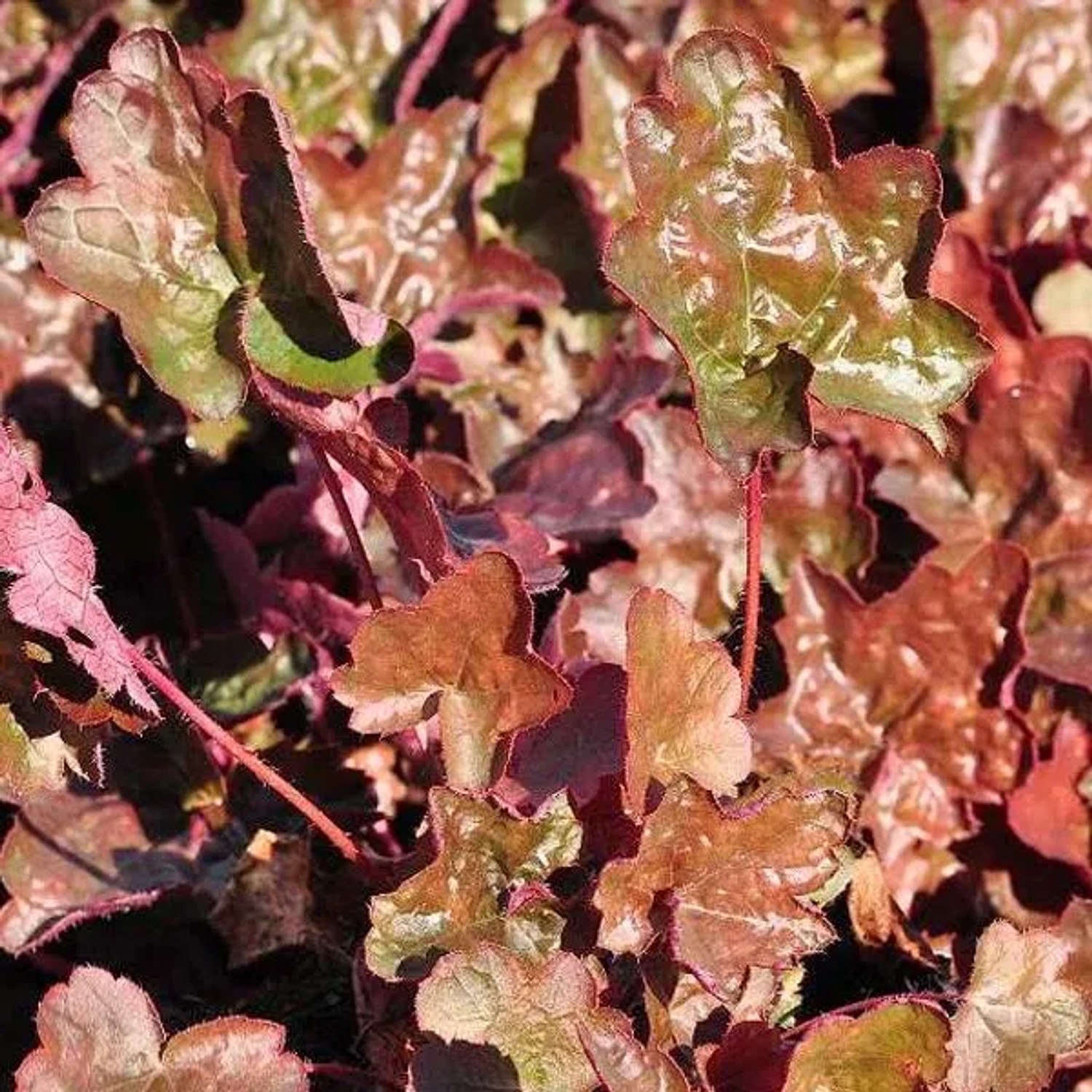 6 x Purpurglöckchen 'Rachel' Heuchera Topf 9cm Schnittblume