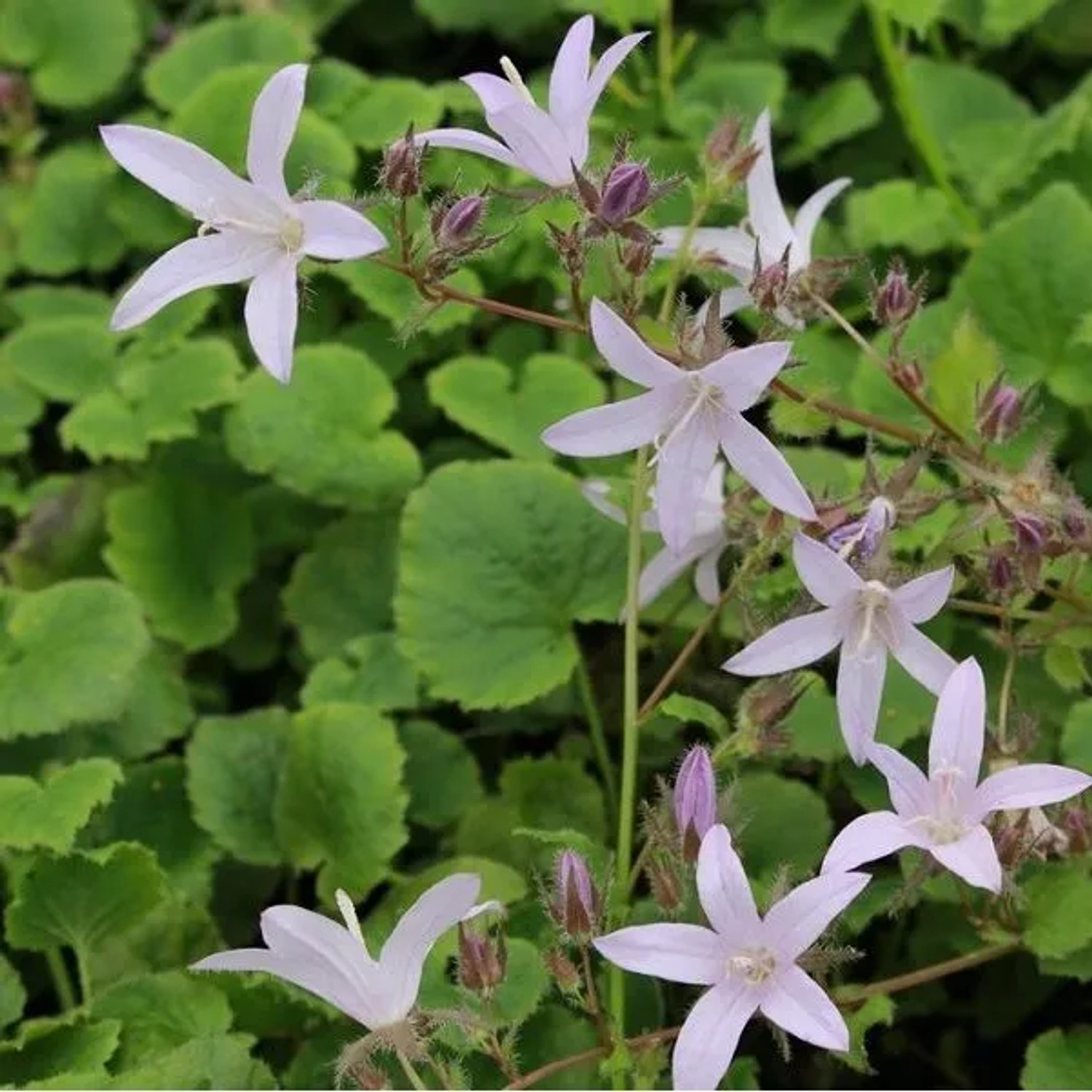 6 x Hängepolster-Glockenblume 'Lisduggan' Campanula poscharskyana Topf 9cm Bodendeckend
