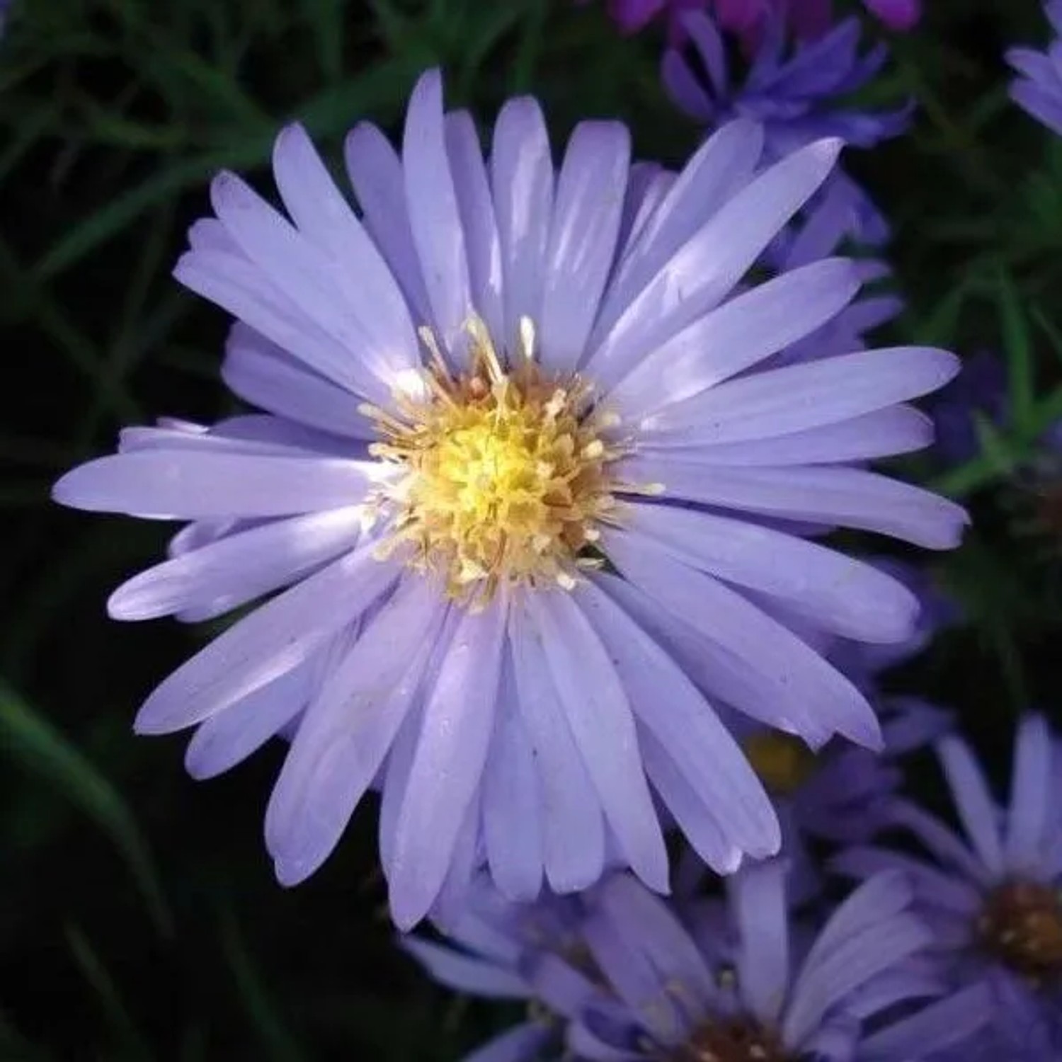 6 x Kissen-Aster 'Lady in Blue' Aster dumosus Topf 9cm Herbstblüher