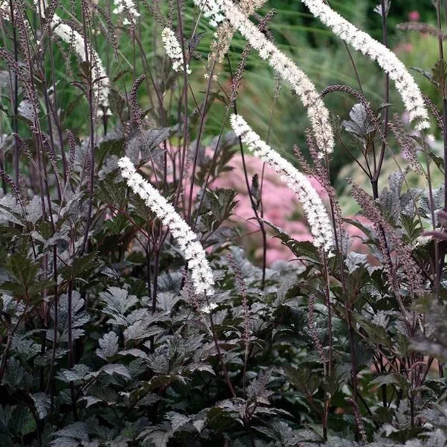 6 x Christophskraut 'Atropurpurea' Actaea racemosa Topf 9cm Dunkelviolette Blütenähren