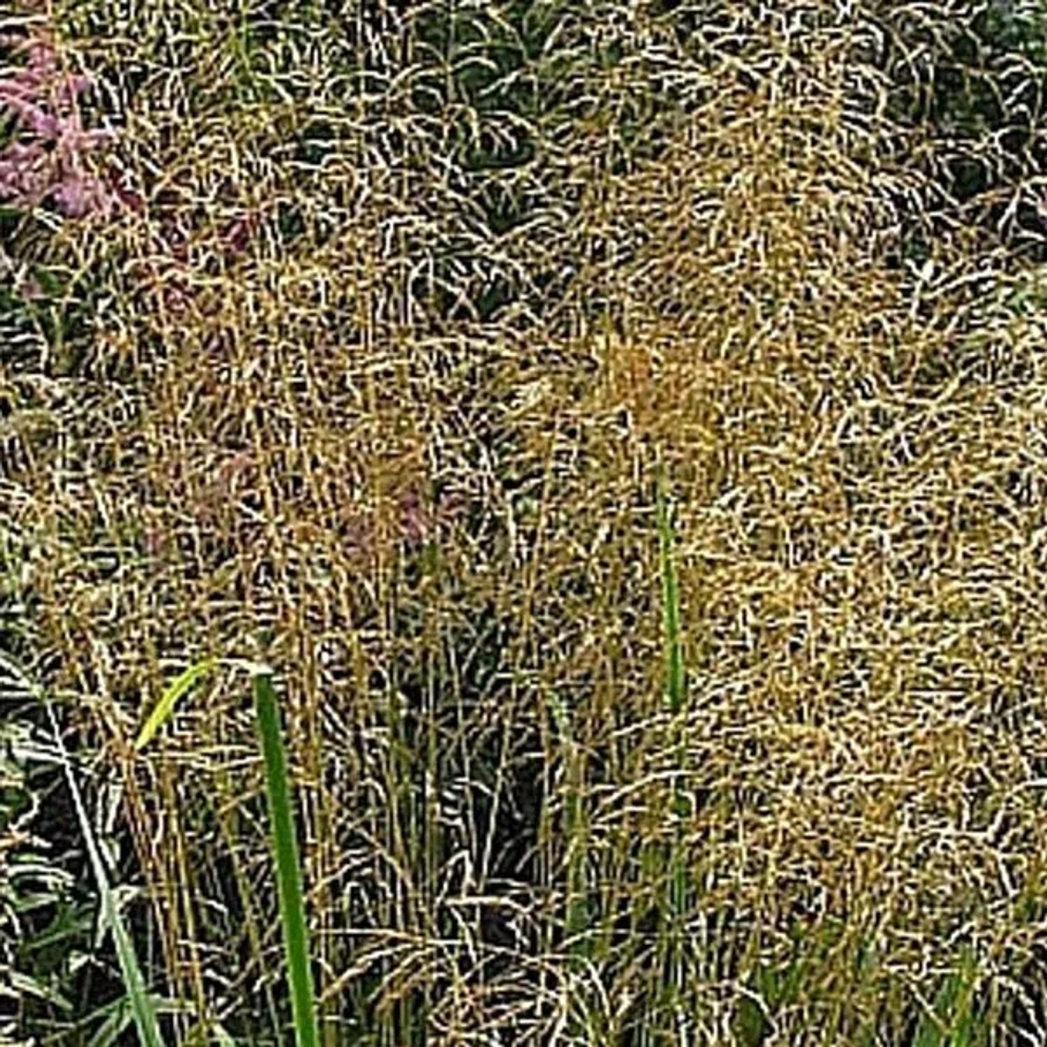 6 x Wald-Schmiele 'Bronzeschleier' Deschampsia cespitosa Topf 9cm Ziergräser mit Blütenrispen
