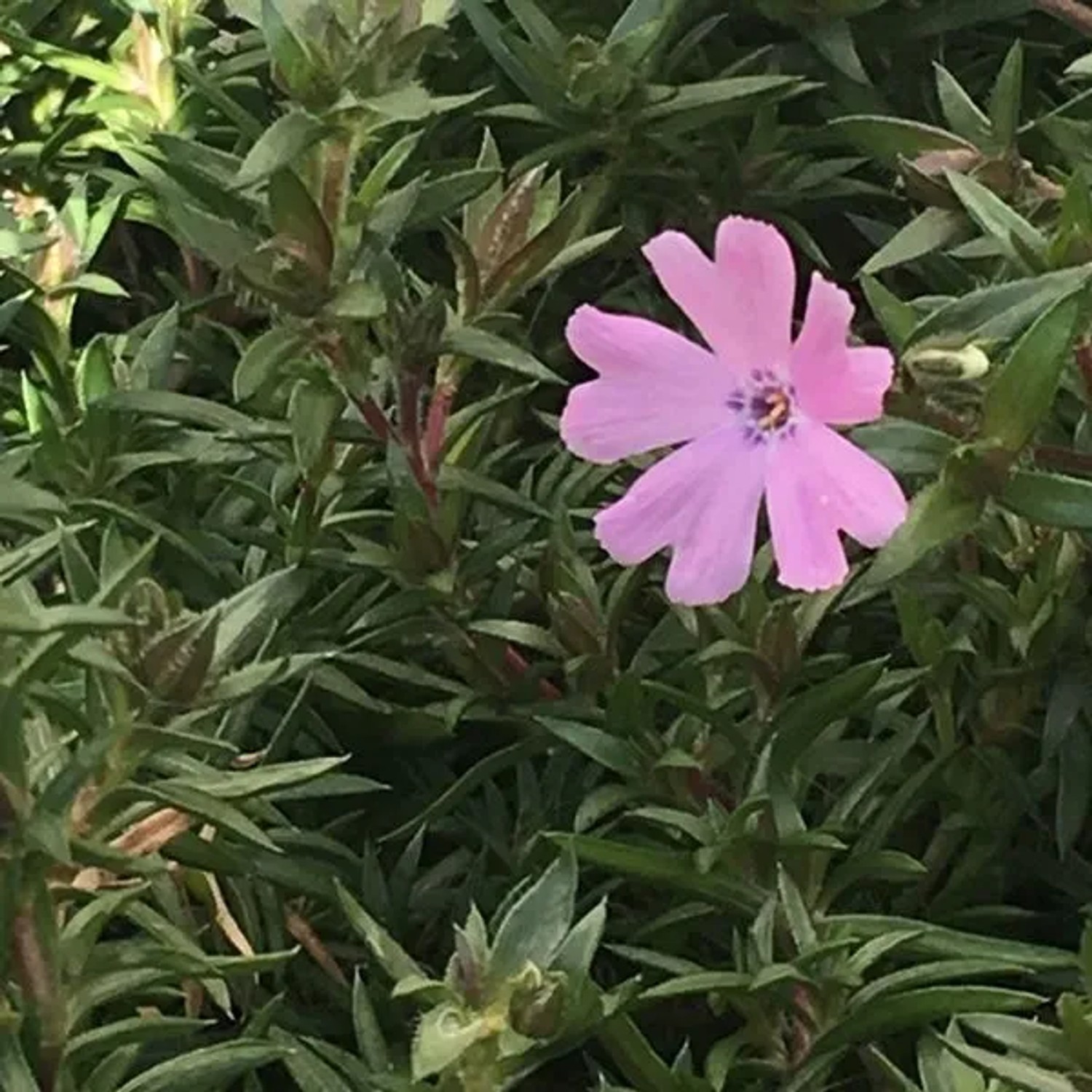 6 x Teppich-Flammenblume 'Lilac Cloud' Phlox douglasii Topf 9cm Lila Blüten
