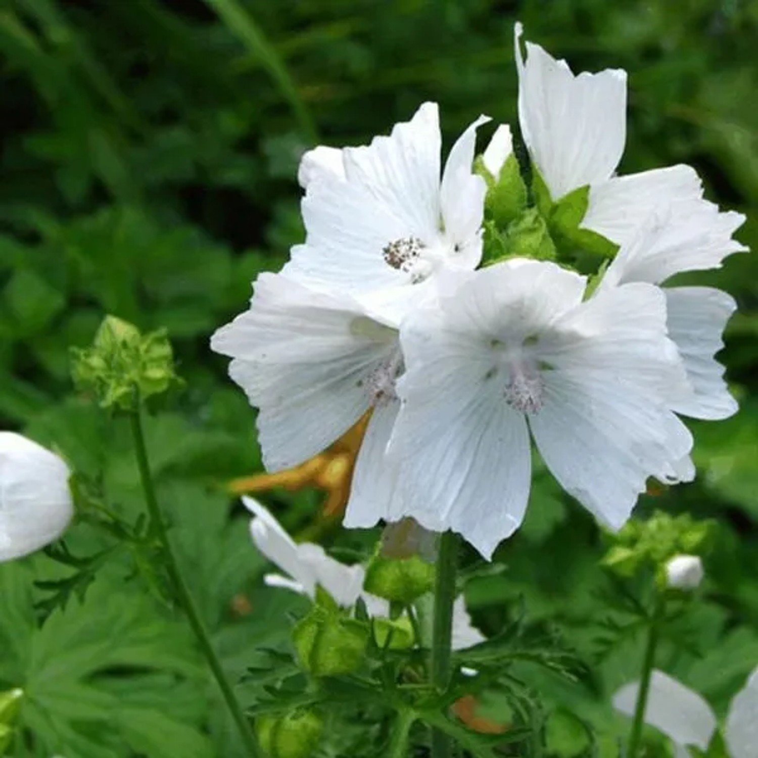 6 x Moschus-Malve 'Alba' Malva moschata Topf 9cm Weiße Blüten