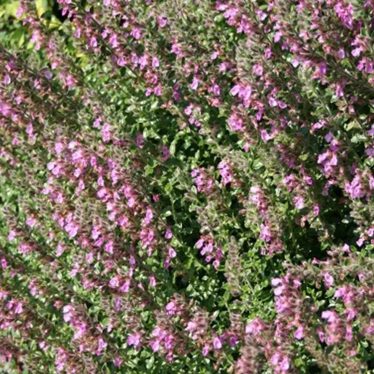 6 x Gamander Teucrium Lucidrys Topf 9cm Schmetterlingspflanze