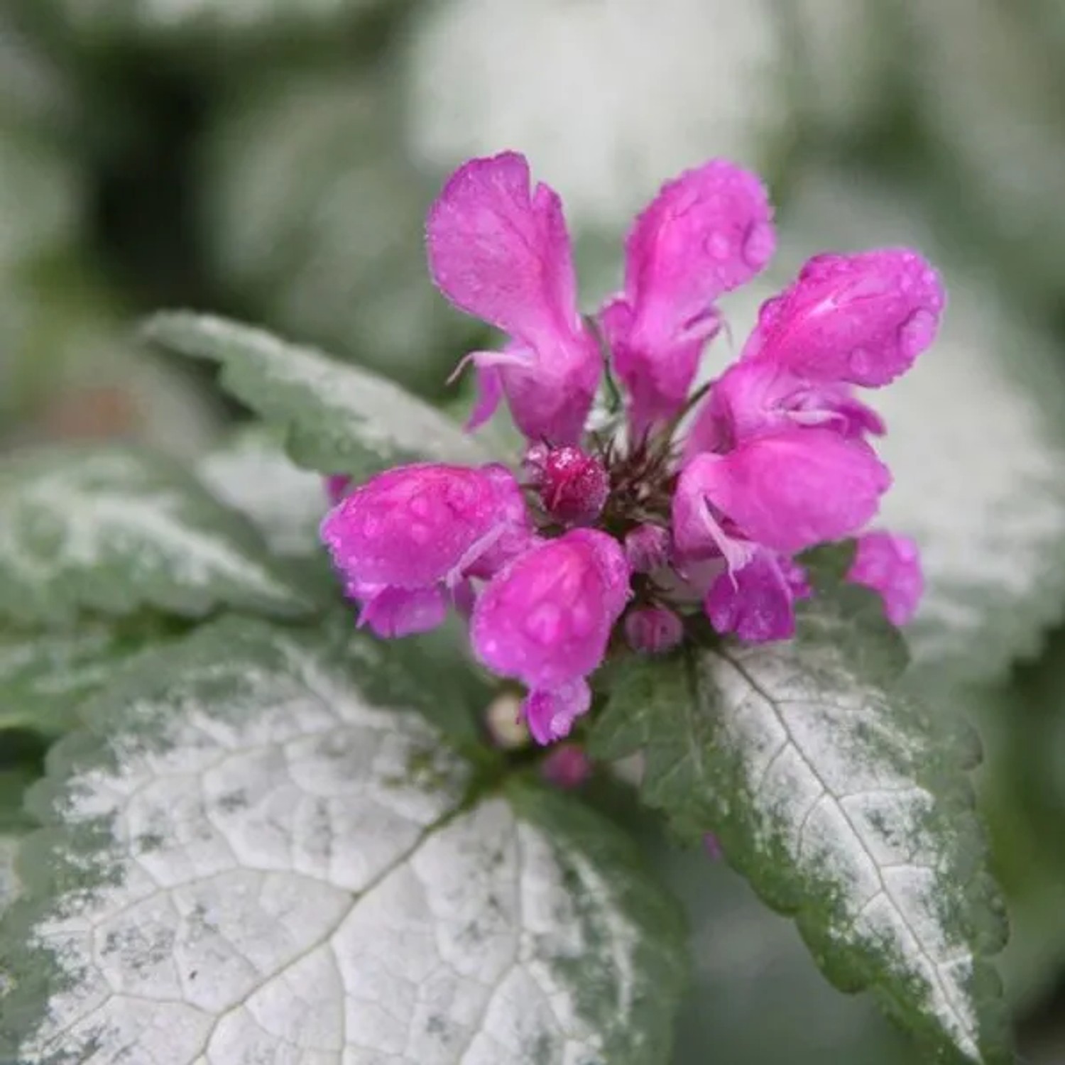 6 x Taubnessel 'Beacon Silver' Lamium maculatum Topf 9cm Beetrandpflanze