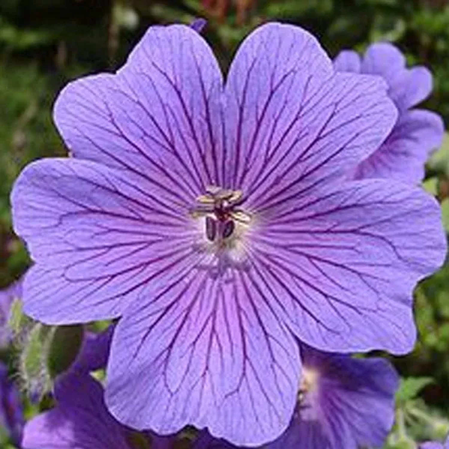 6 x Storchschnabel Geranium magnificum Topf 9cm Beetrandpflanze