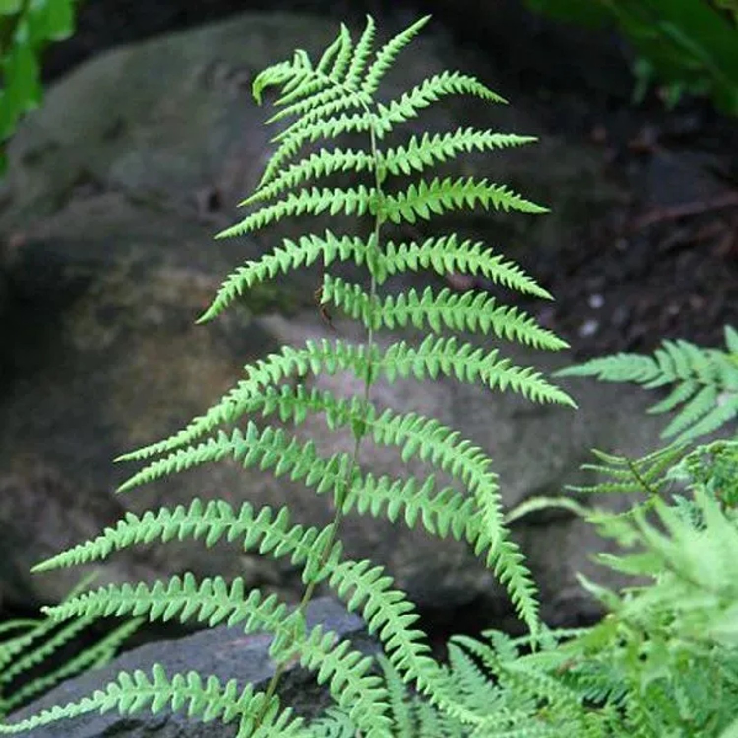 6 x Sumpffarn Thelypteris palustris Topf 9cm Für Feuchte Standorte