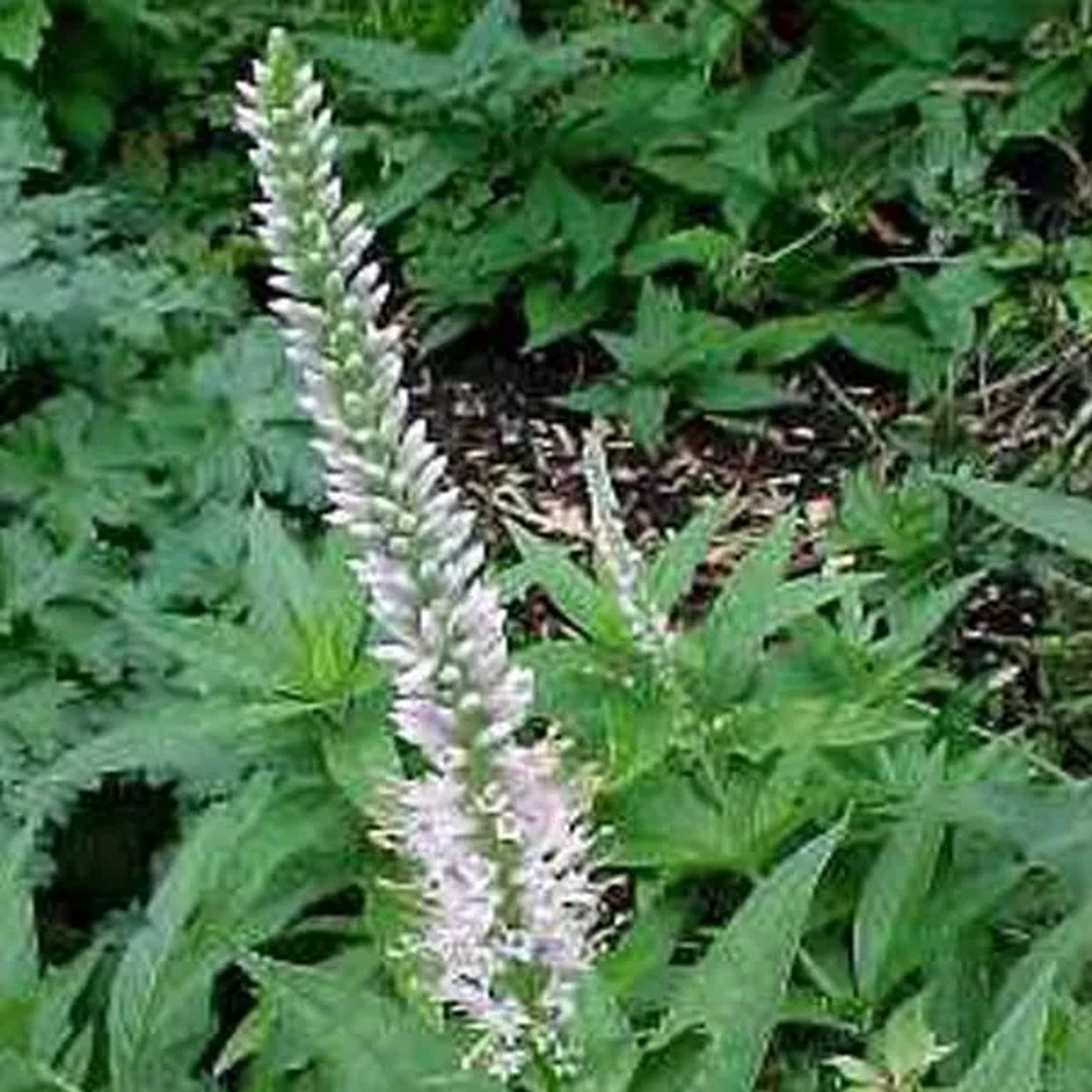 6 x Kandelaber-Ehrenpreis 'Album' Veronicastrum virginicum Topf 9cm Beetrandpflanze