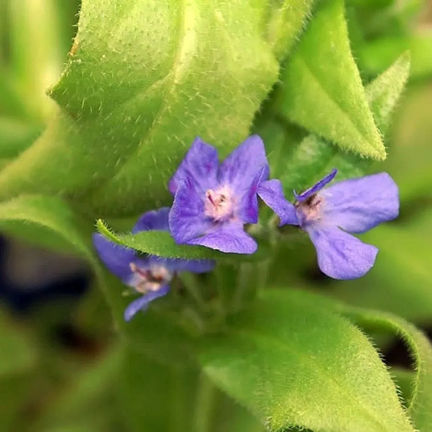 6 x Ochsenzunge 'Loddon Royalist' Anchusa azurea Topf 9cm Enzianblaue Blüten