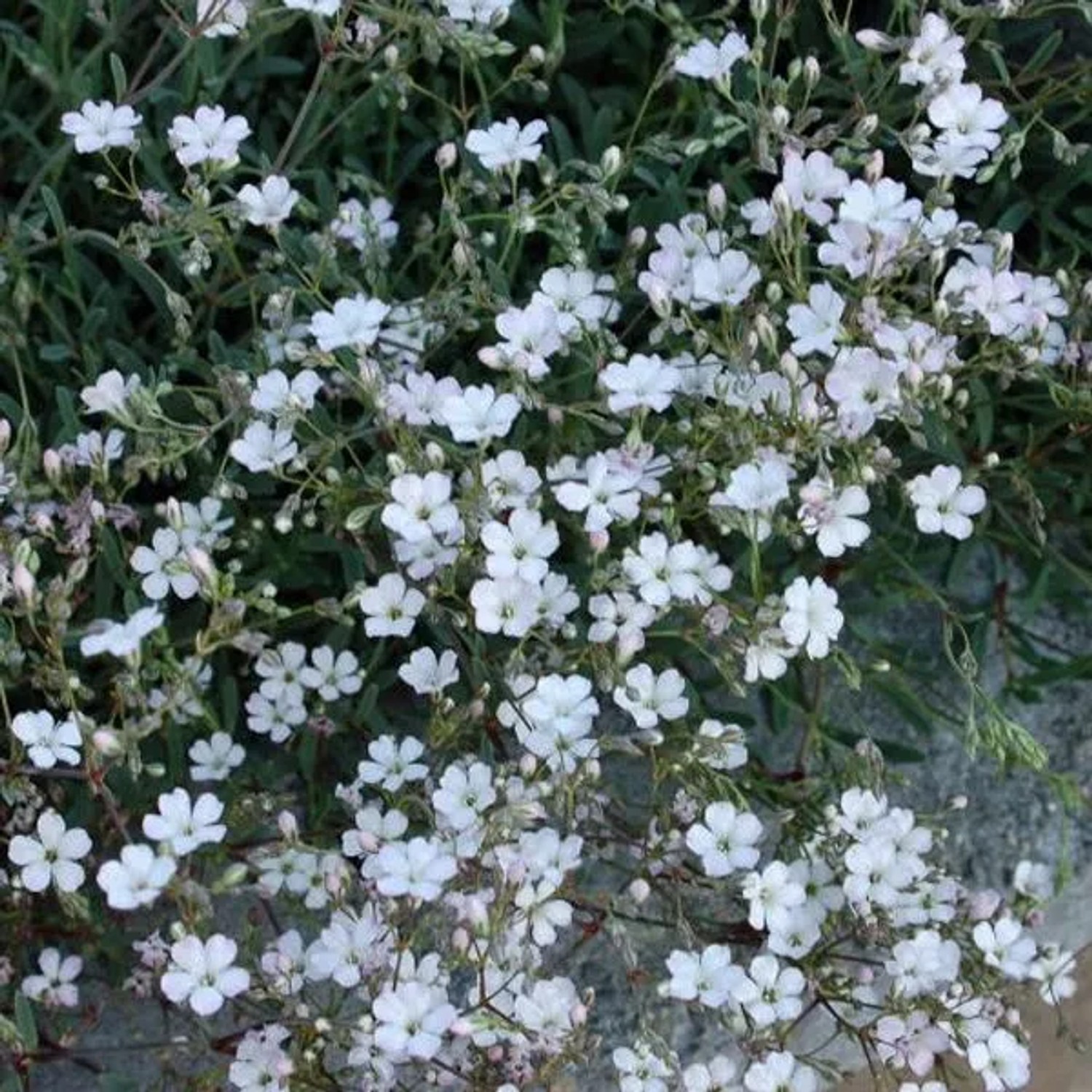 6 x Schleierkraut 'Rosea' Gypsophila Repens Topf 9cm Kriechend