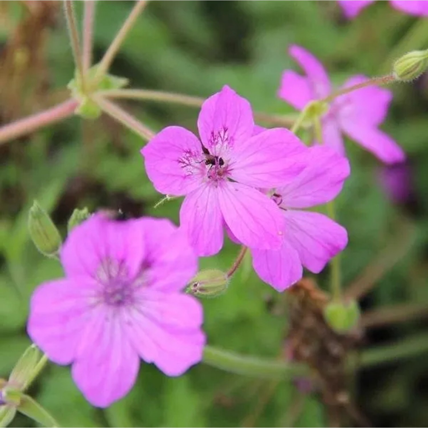 6 x Pyrenäen-Reiherschnabel Erodium manescavii Topf 9cm Immergrün
