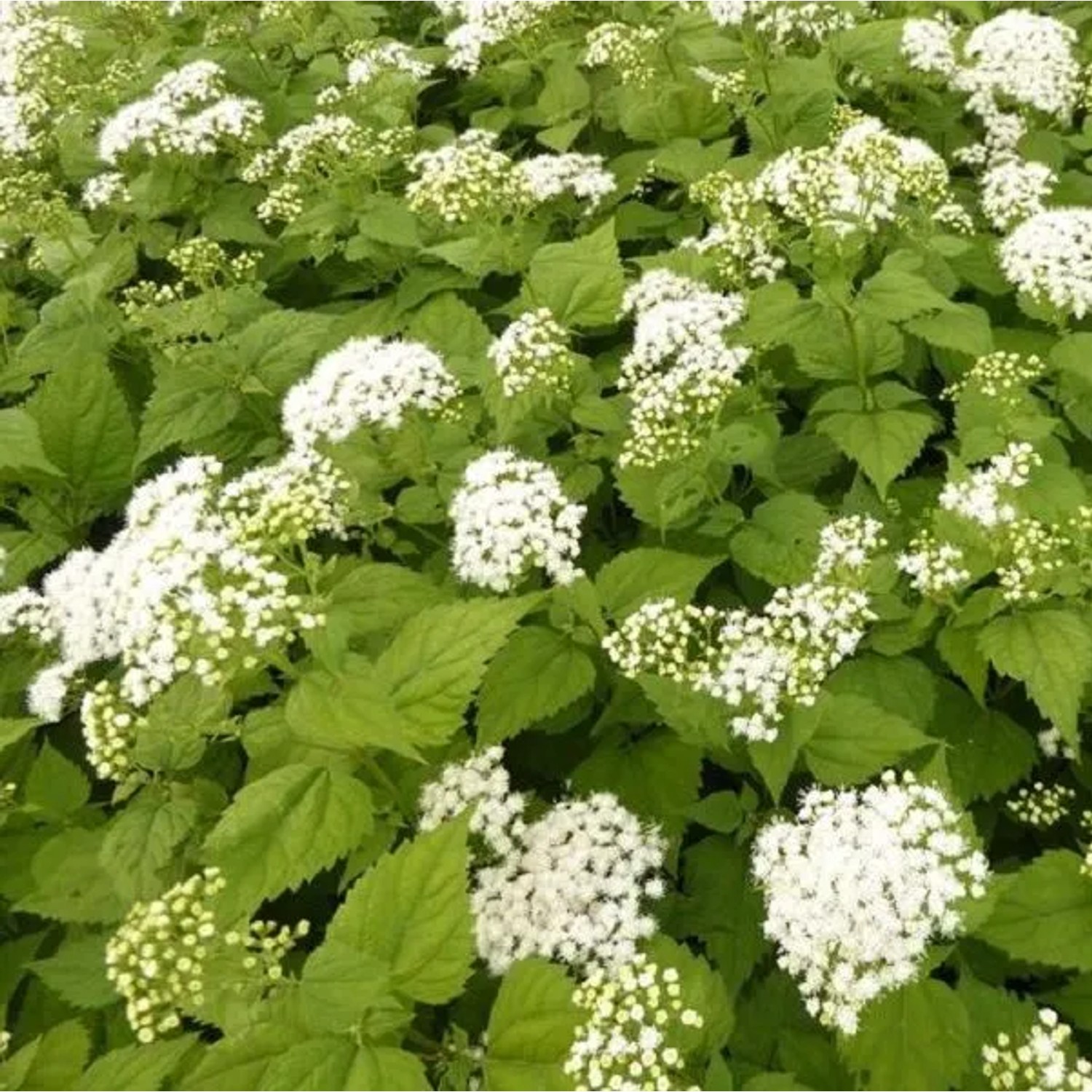 6 x Wasserdost 'Braunlaub' Eupatorium rugosum Topf 9cm Dunkles Laub