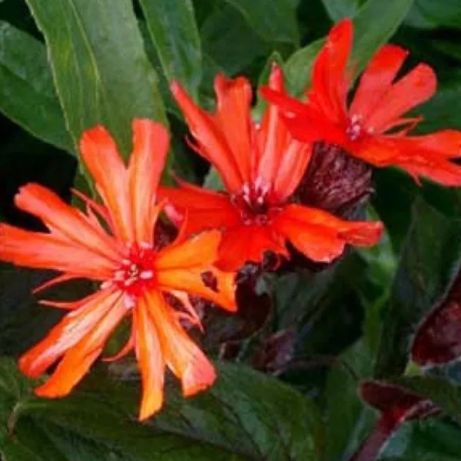 6 x Lichtnelke 'Vesuvius' Lychnis arkwrightii Topf 9cm Orange-Rote Blüten