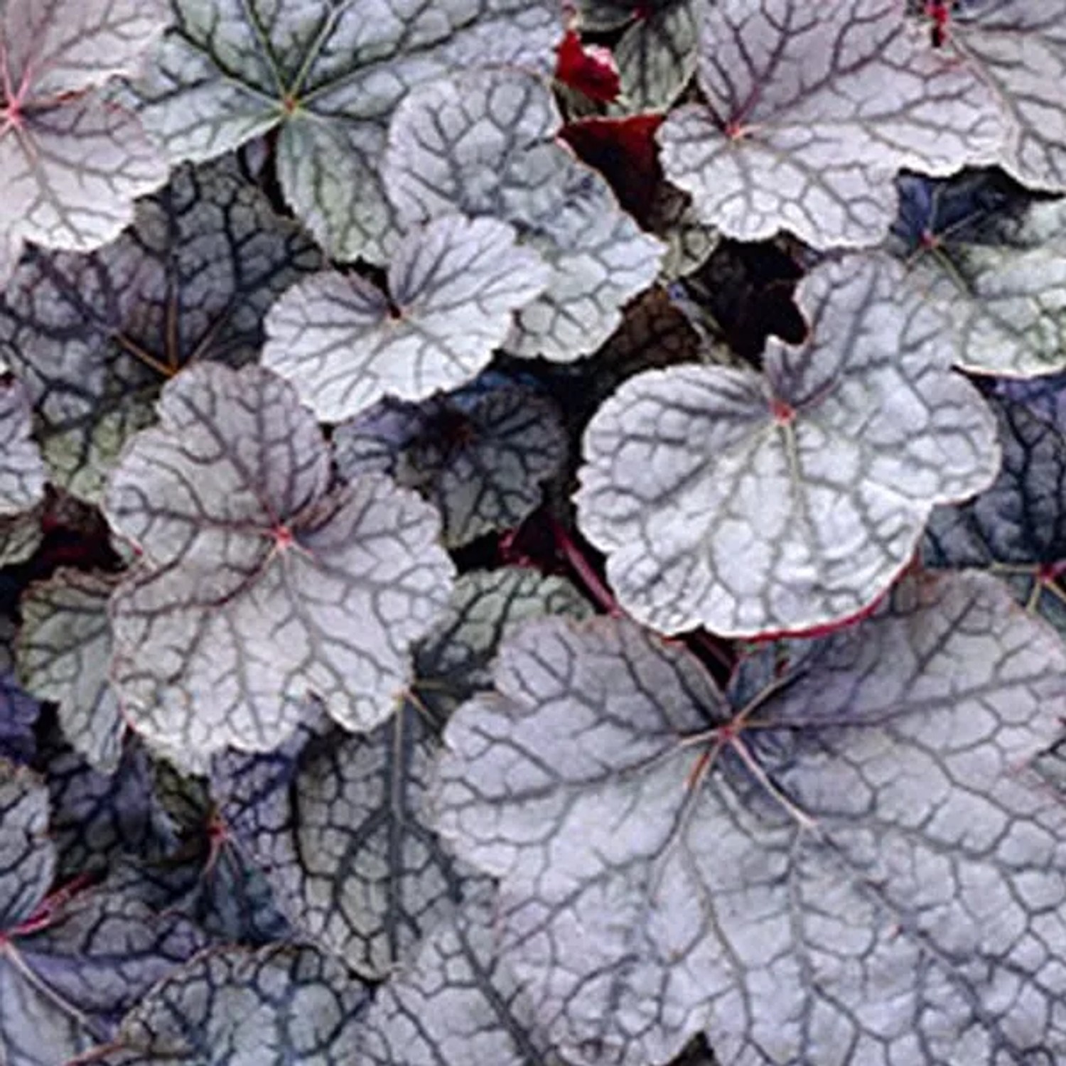 6 x Purpurglöckchen 'Cascade Dawn' Heuchera Topf 9cm Beetrandpflanze