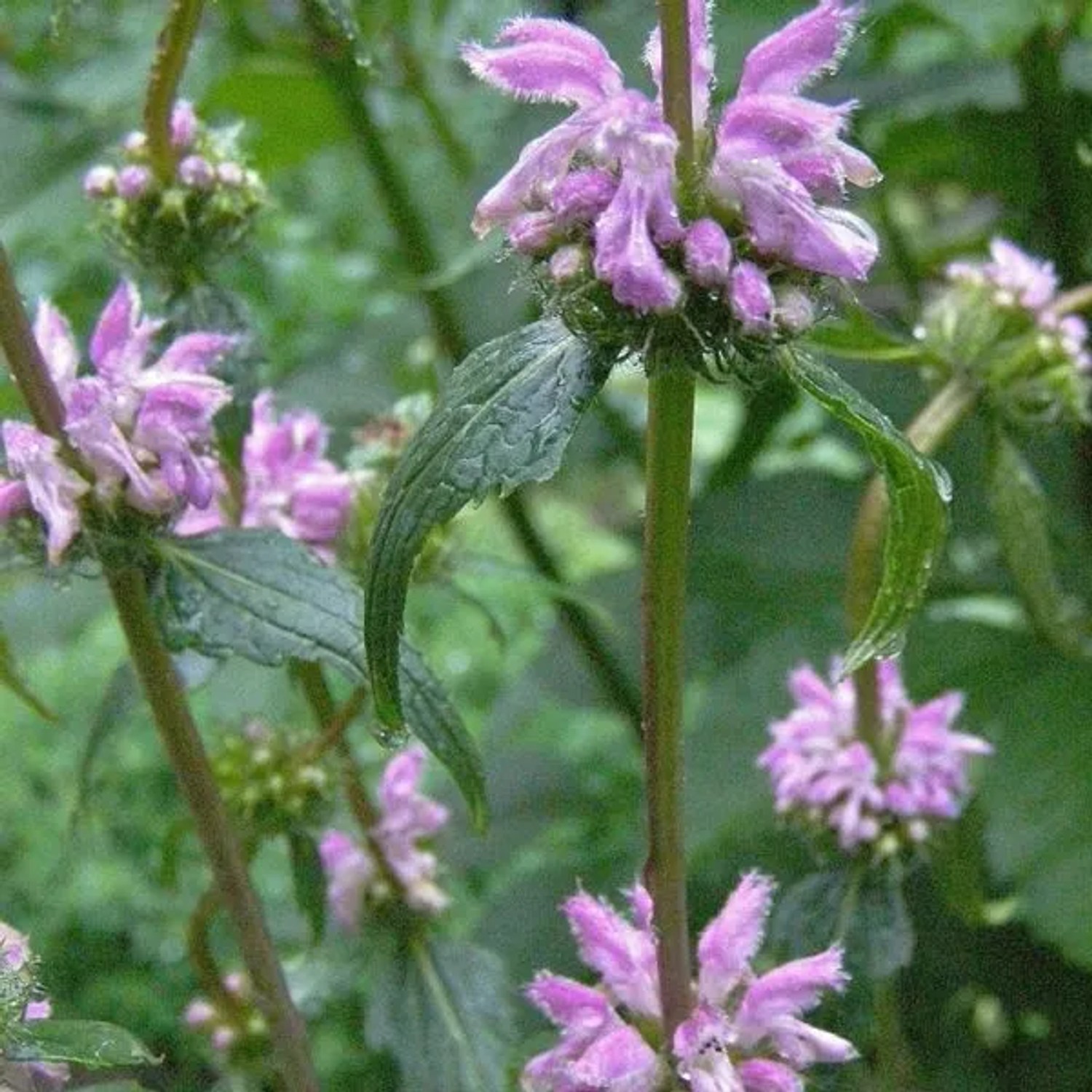 6 x Knollen-Brandkraut Phlomis tuberosa Topf 9cm Anmutige Blüten