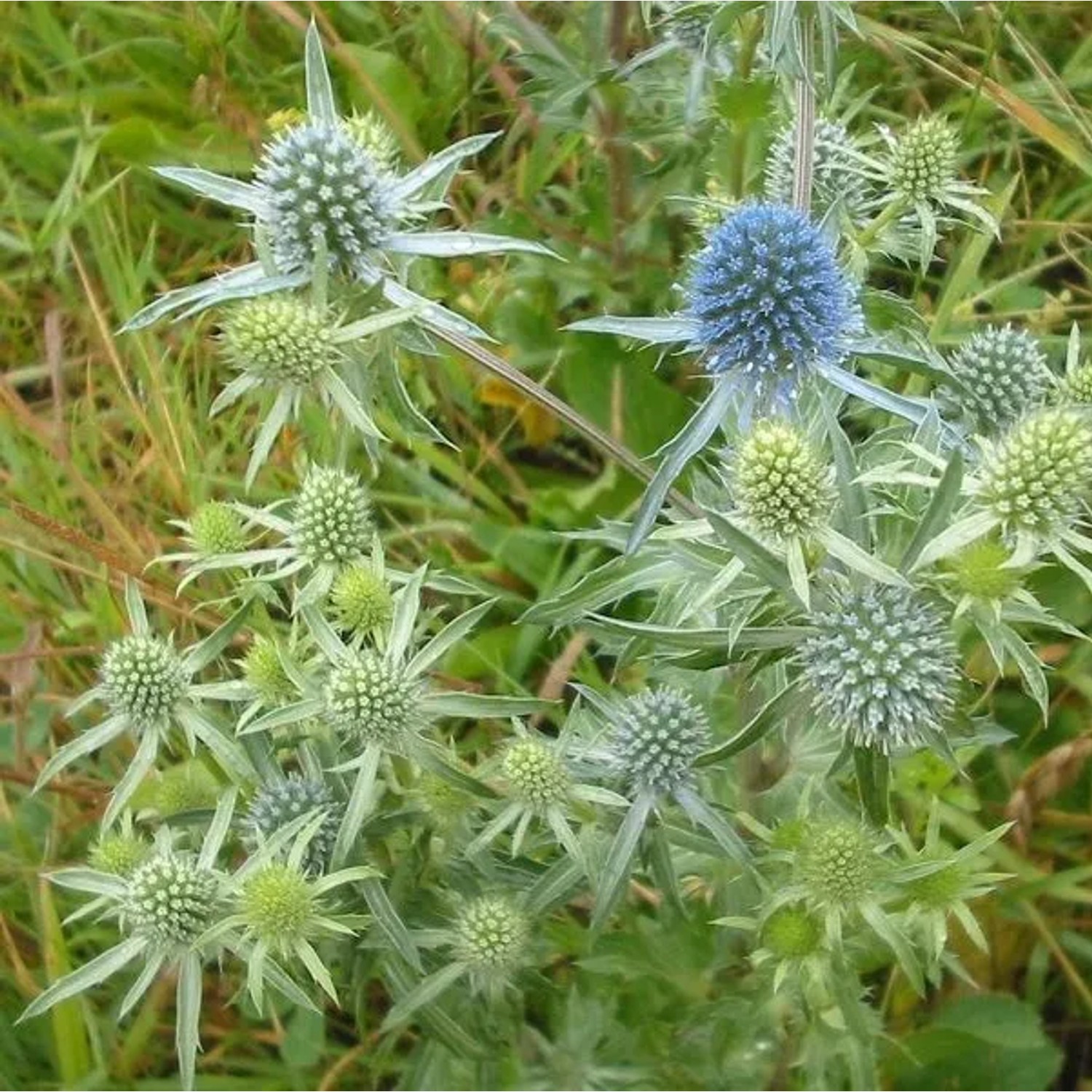6 x Mannstreu Eryngium planum Topf 9cm Blaue Blüten