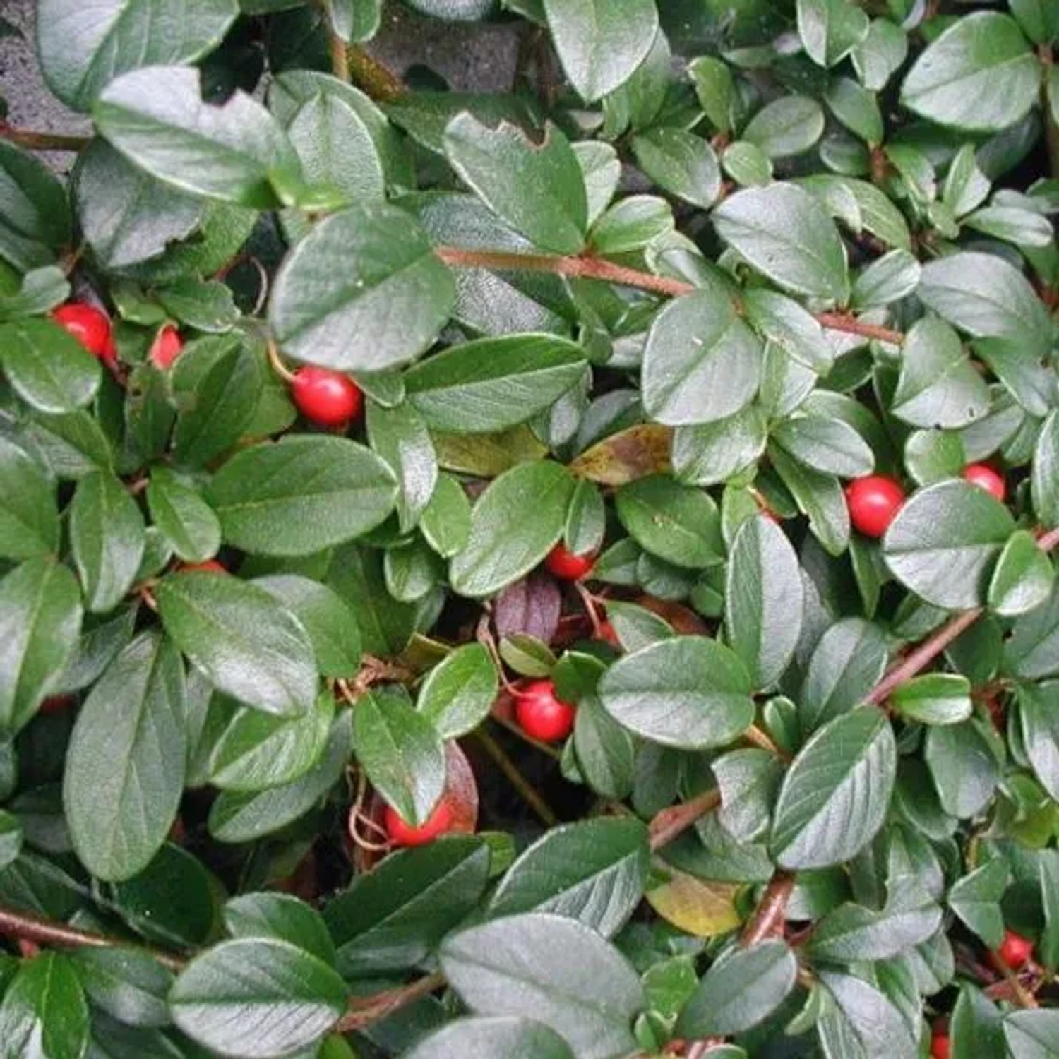 6 x Teppichmispel Cotoneaster Dammeri Topf 9cm Dunkelgrünes Laub