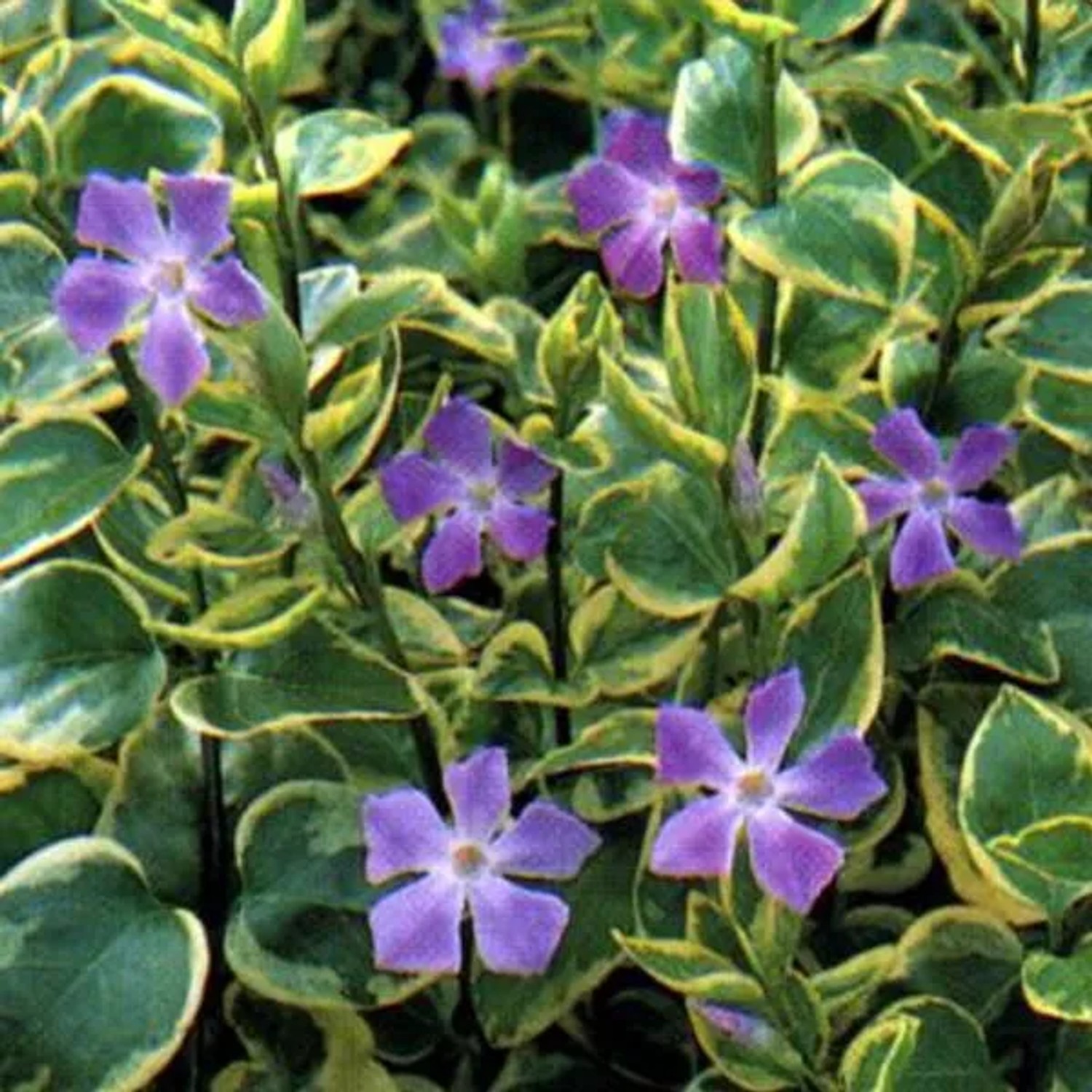 6 x Großes Immergrün 'Variegata' Vinca Major Topf 9cm Kriechend