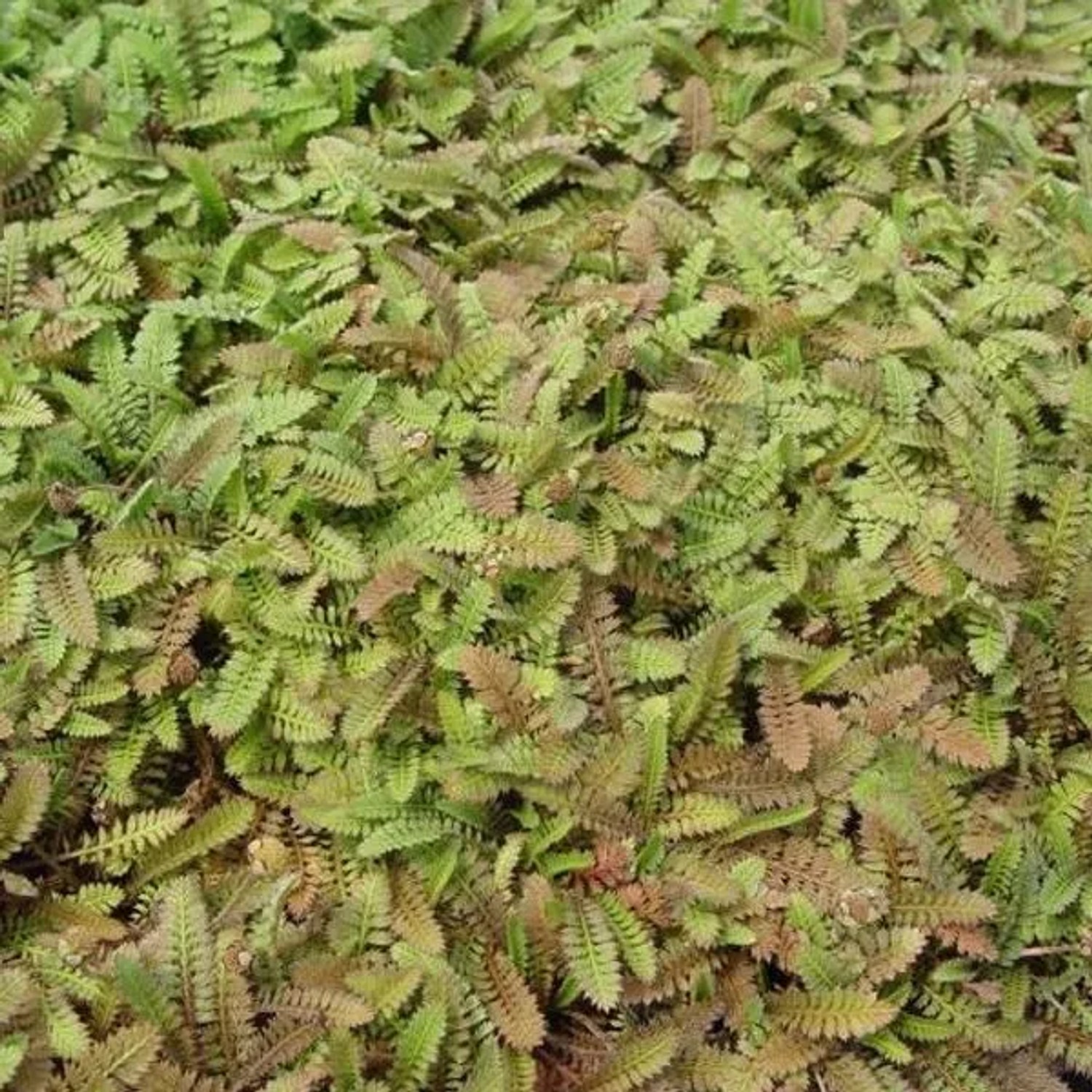 6 x Fiederpolster Leptinella potentillina Topf 9cm Bodendeckend