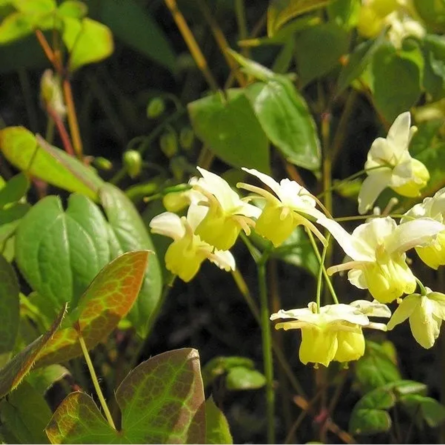 6 x Elfenblume 'Colchicum' Epimedium pinnatum Topf 9cm Dekoratives Laub