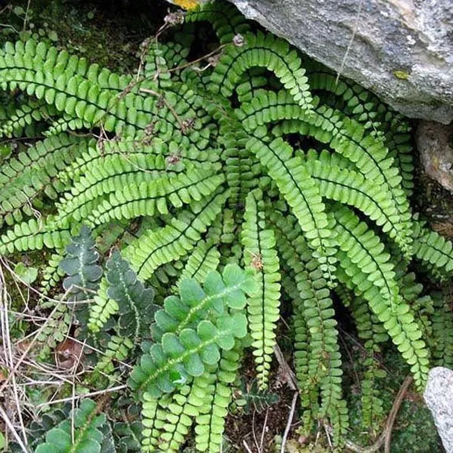 6x Streifenfarn Asplenium Trichomanes Topf 9 cm Schattenpflanze