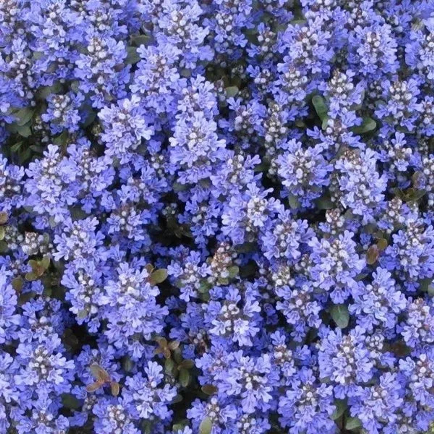 6 x Günsel 'Chocolate Chip' Ajuga Reptans Topf 9cm Dunkles Laub