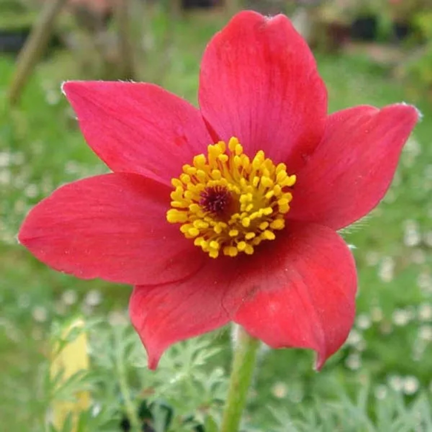 6 x Kuhschelle 'Rode Klokke' Pulsatilla vulgaris Topf 9cm Behaartes Laub