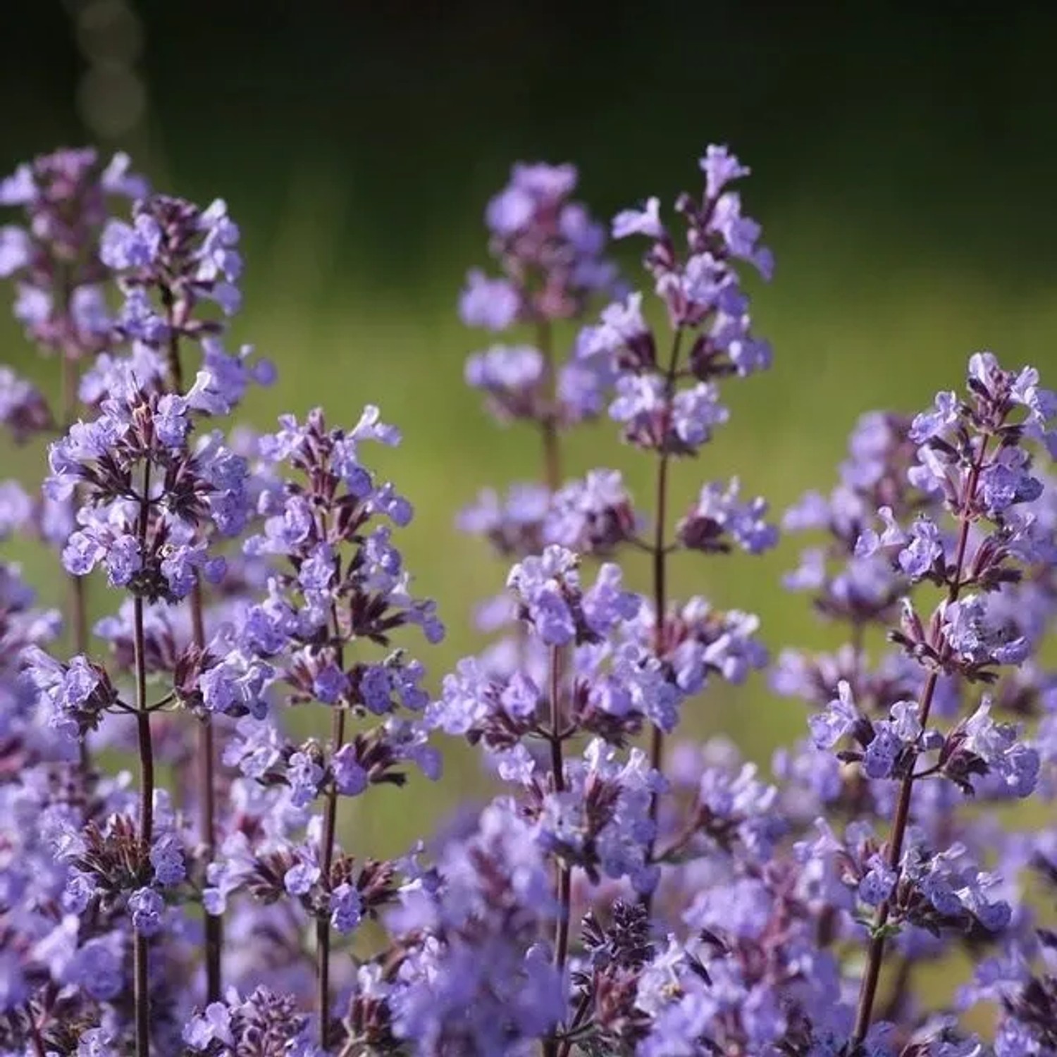 6x Katzenminze 'Blue Wonder' Nepeta faassenii Topf 9 cm Blaue Blüten