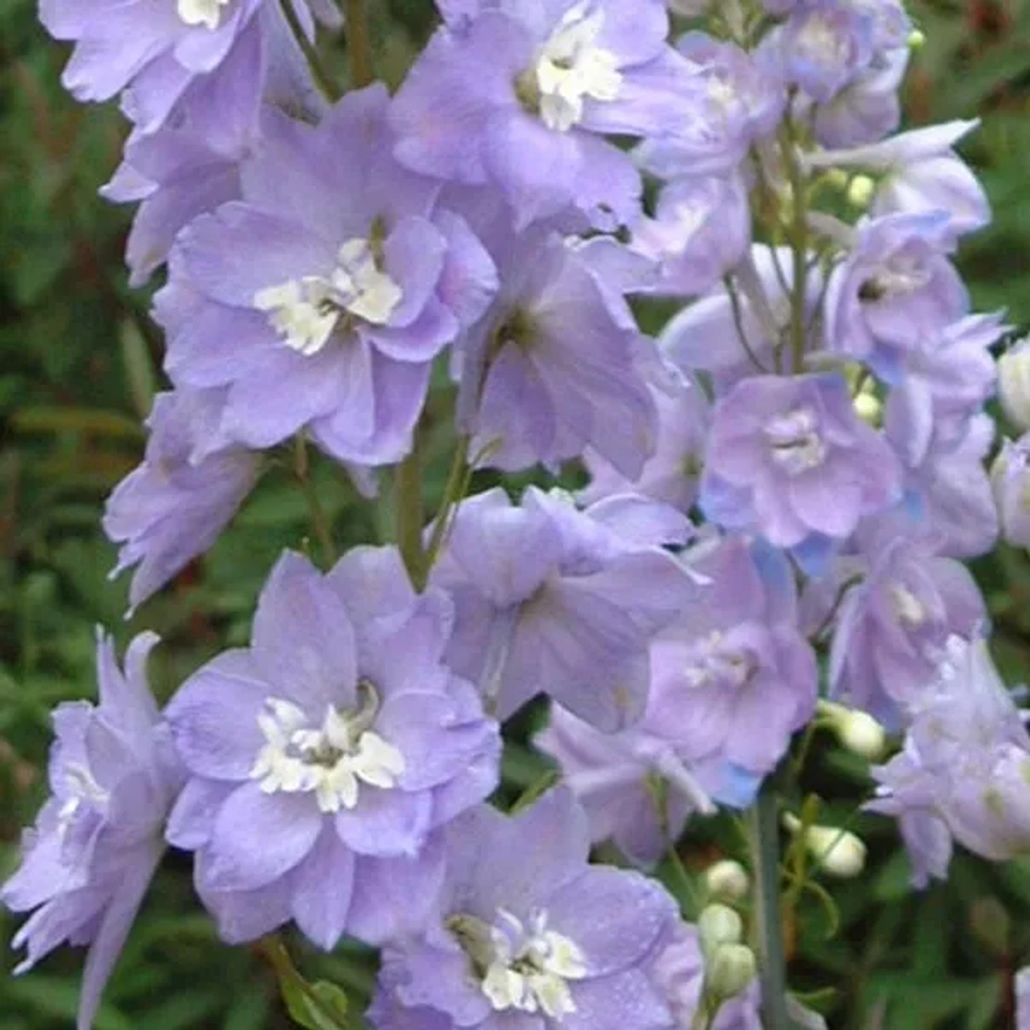 6 x Rittersporn 'Cameliard' Delphinium Topf 9cm Lavendelblaue Blüten