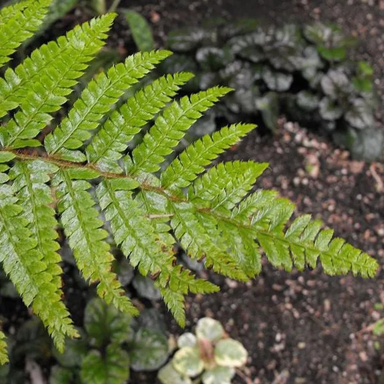 6 x Glanzschildfarn Polystichum polyblepharum Topf 9cm Glänzendes Laub