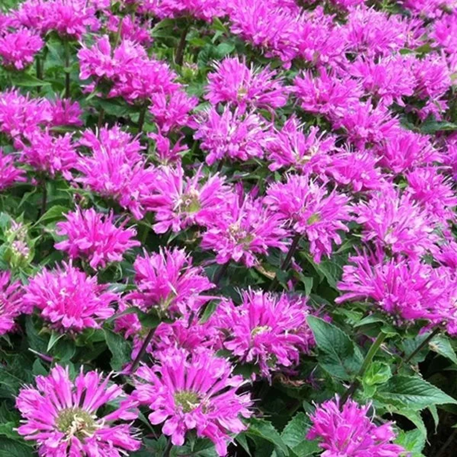 6 x Indianernessel 'Petite Delight' Monarda Topf 9cm Schmetterlingspflanze