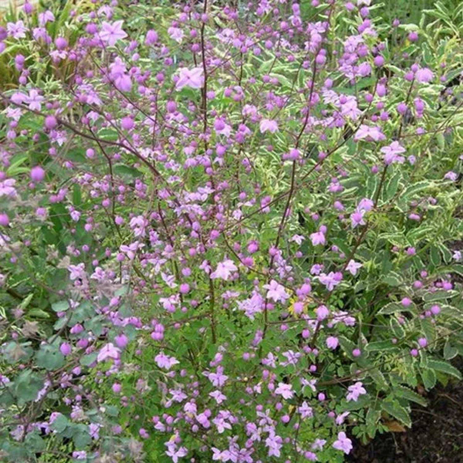 6 x Wiesenraute Thalictrum Delavayi Topf 9cm Beetrandpflanze