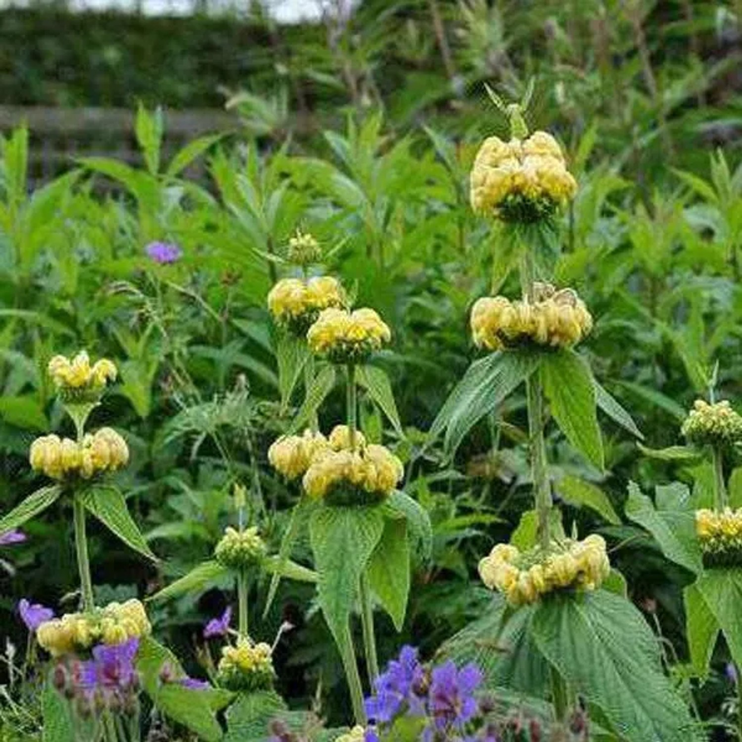 6 x Brandkraut Phlomis russeliana Topf 9cm Schnittblume