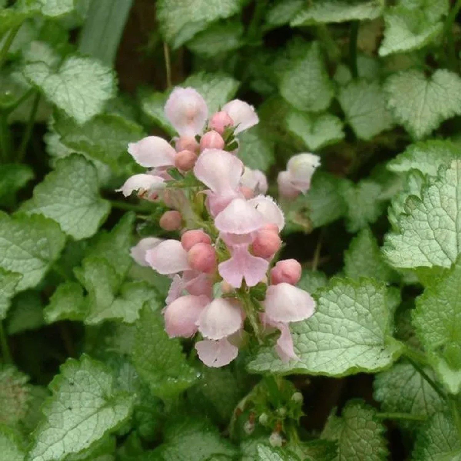 6 x Gefleckte Taubnessel 'Pink Pewter' Lamium maculatum Topf 9cm Silbriges Laub