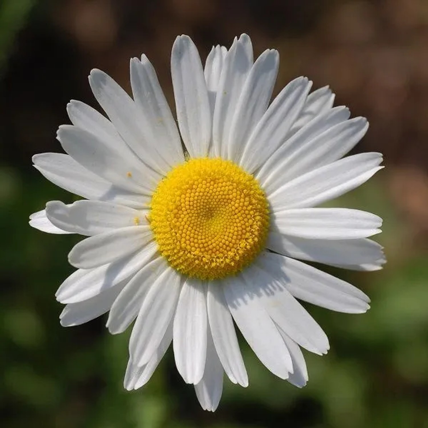 6 x Wiesen-Margerite Leucanthemum Vulgare Topf 9cm Schnittblume