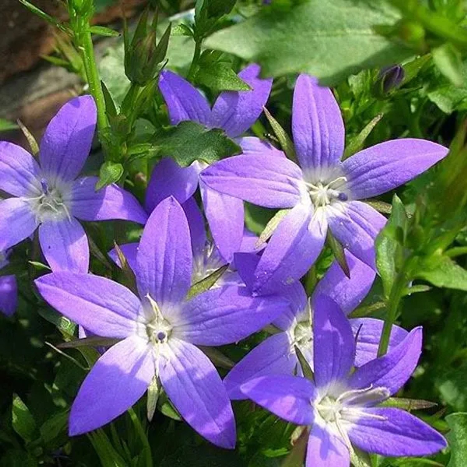 6 x Hängepolster-Glockenblume 'Stella' Campanula poscharskyana Topf 9cm Dunkelblaue Blüten